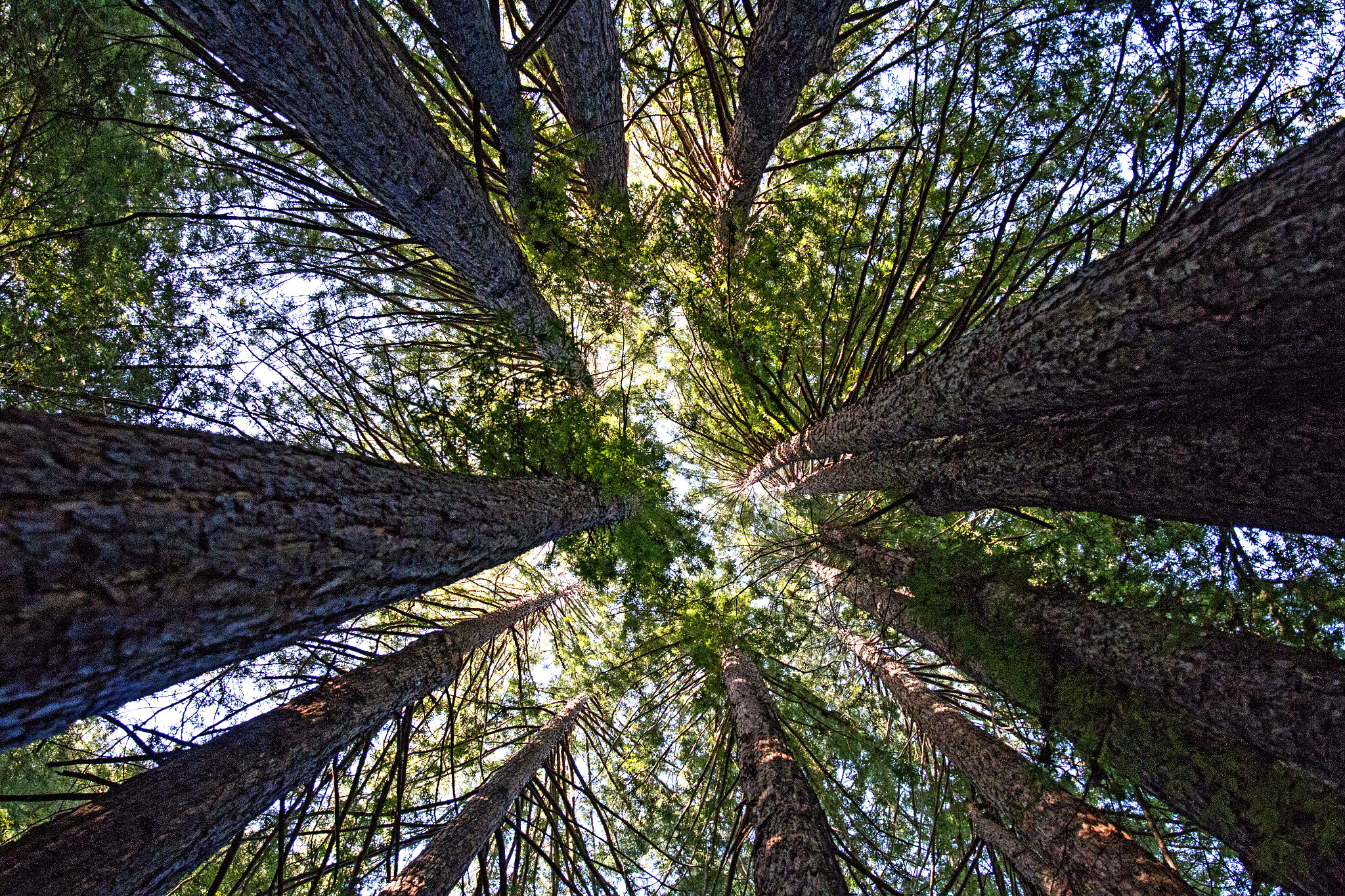Canon EF 24-70mm F2.8L II USM sample photo. Redwood vanishing point photography