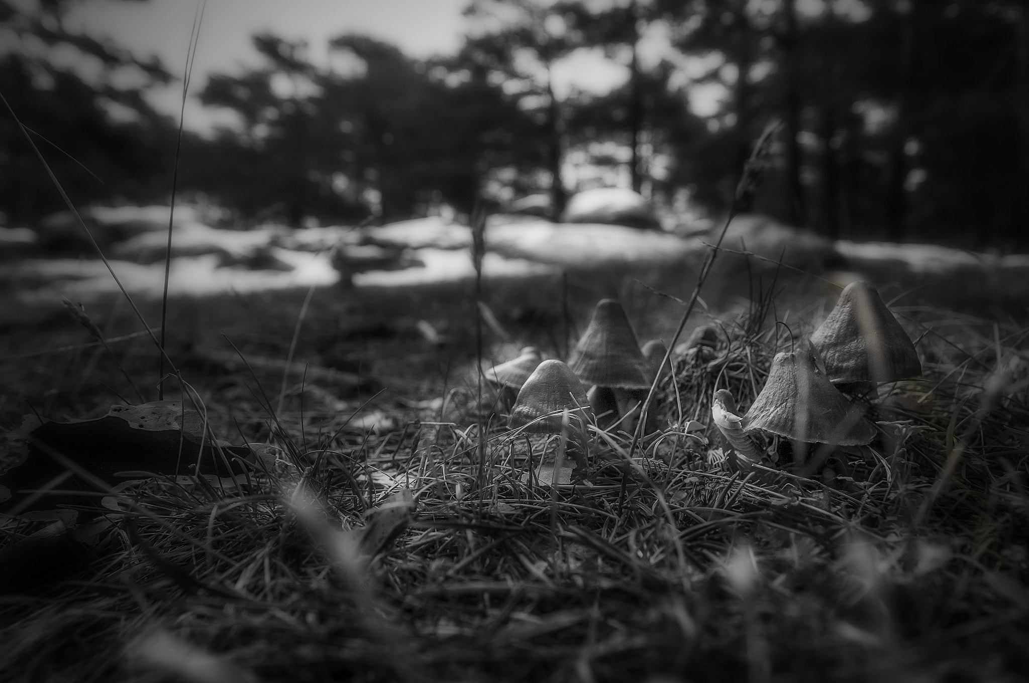 Sigma 17-50mm F2.8 EX DC OS HSM sample photo. Canenc023 photography