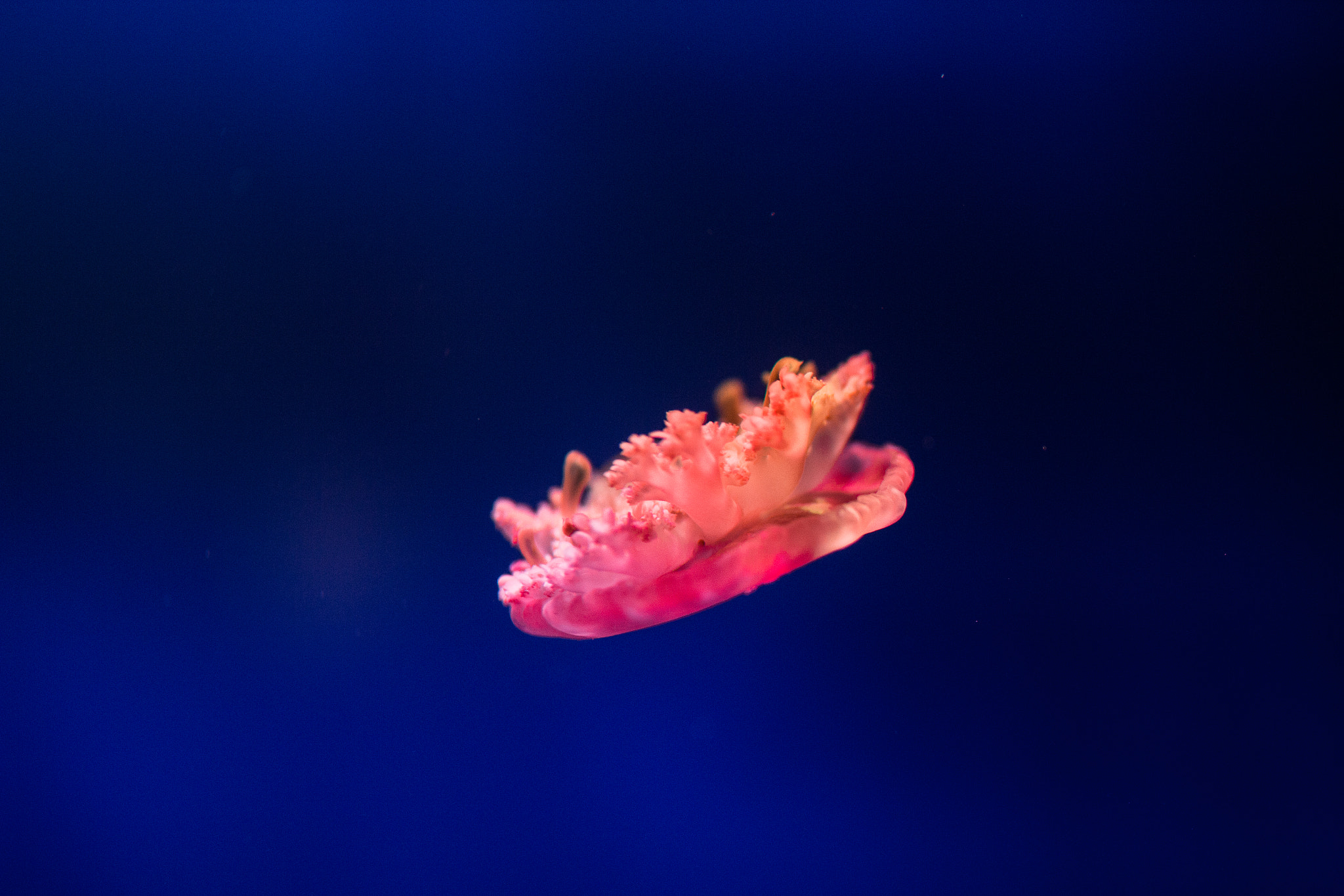 Canon EOS 700D (EOS Rebel T5i / EOS Kiss X7i) + Sigma 35mm F1.4 DG HSM Art sample photo. Pink jellyfish photography