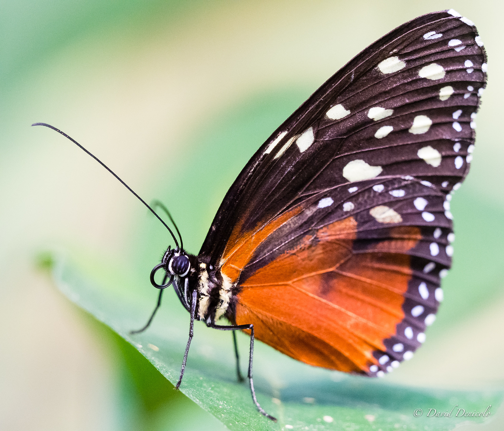 Olympus OM-D E-M1 Mark II + Olympus M.Zuiko Digital ED 40-150mm F2.8 Pro sample photo. Mariposa photography