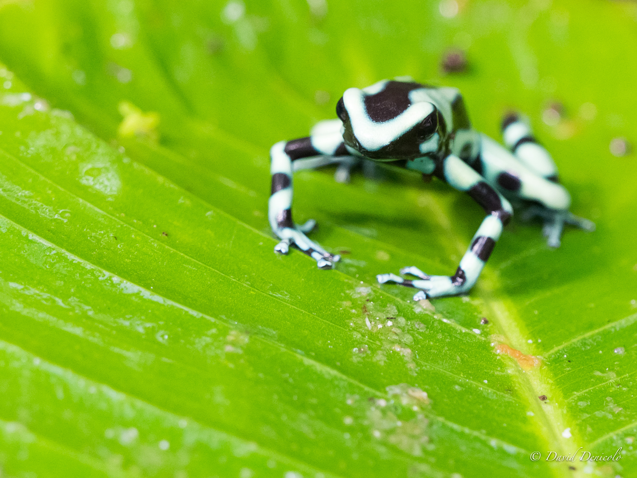 Olympus OM-D E-M1 Mark II + Olympus M.Zuiko Digital ED 40-150mm F2.8 Pro sample photo. Poison dart frog photography
