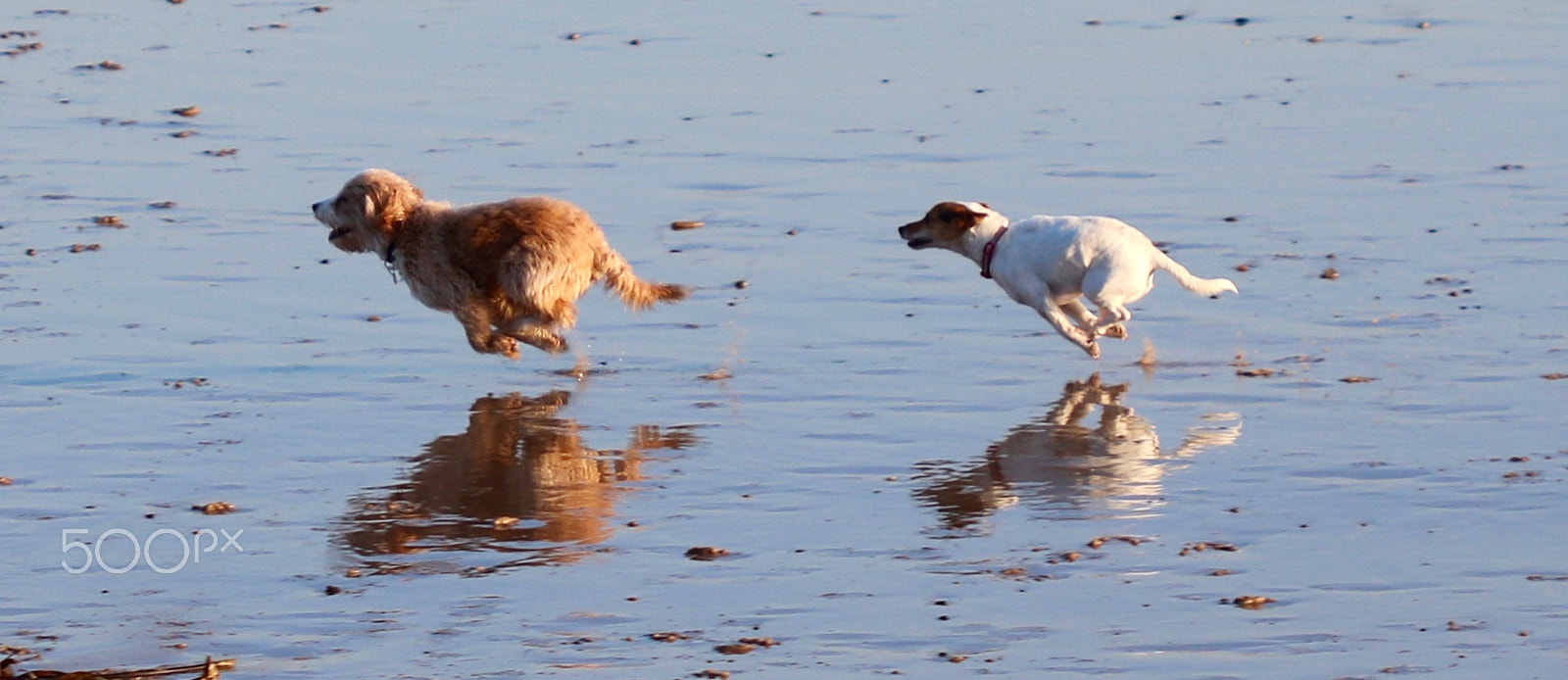 Canon EF 100mm F2.8 Macro USM sample photo. Dog chase photography