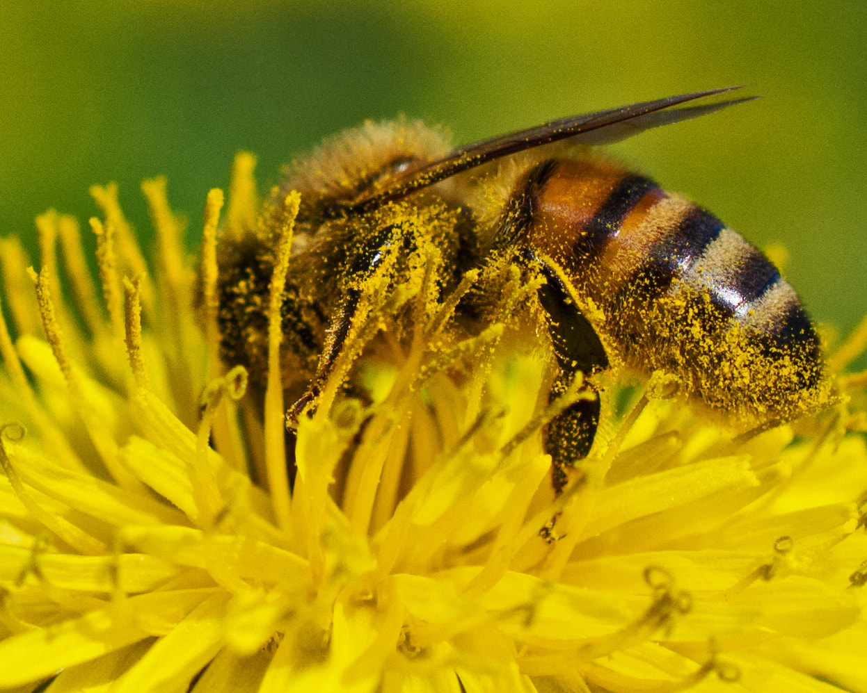 Nikon AF-S DX Micro Nikkor 40mm F2.8 sample photo. Bee photography