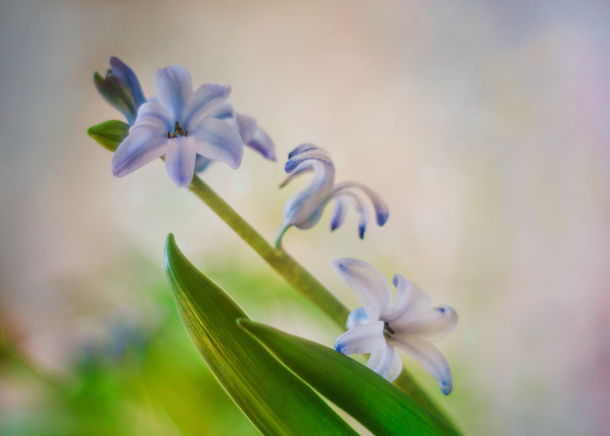 Canon EF 35-80mm f/4-5.6 sample photo. Jacinto  ii photography