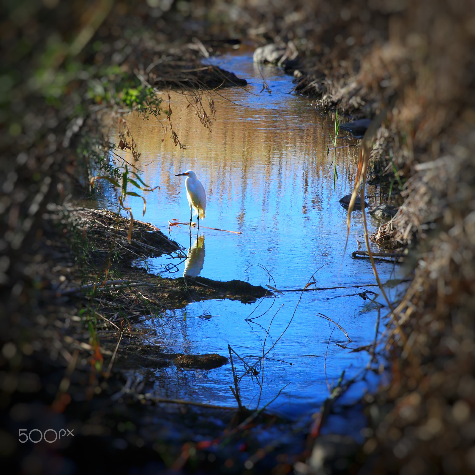 Canon EF 24-70mm F2.8L II USM sample photo. A snowy egret in the creek. photography