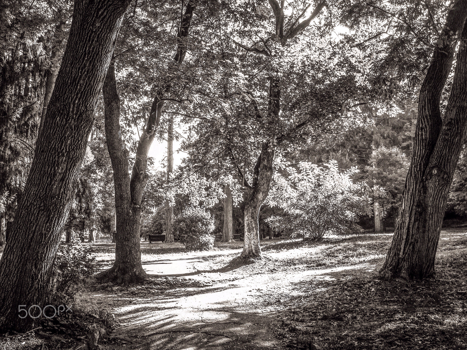 Canon PowerShot A2100 IS sample photo. Green park.sunny.mono photography