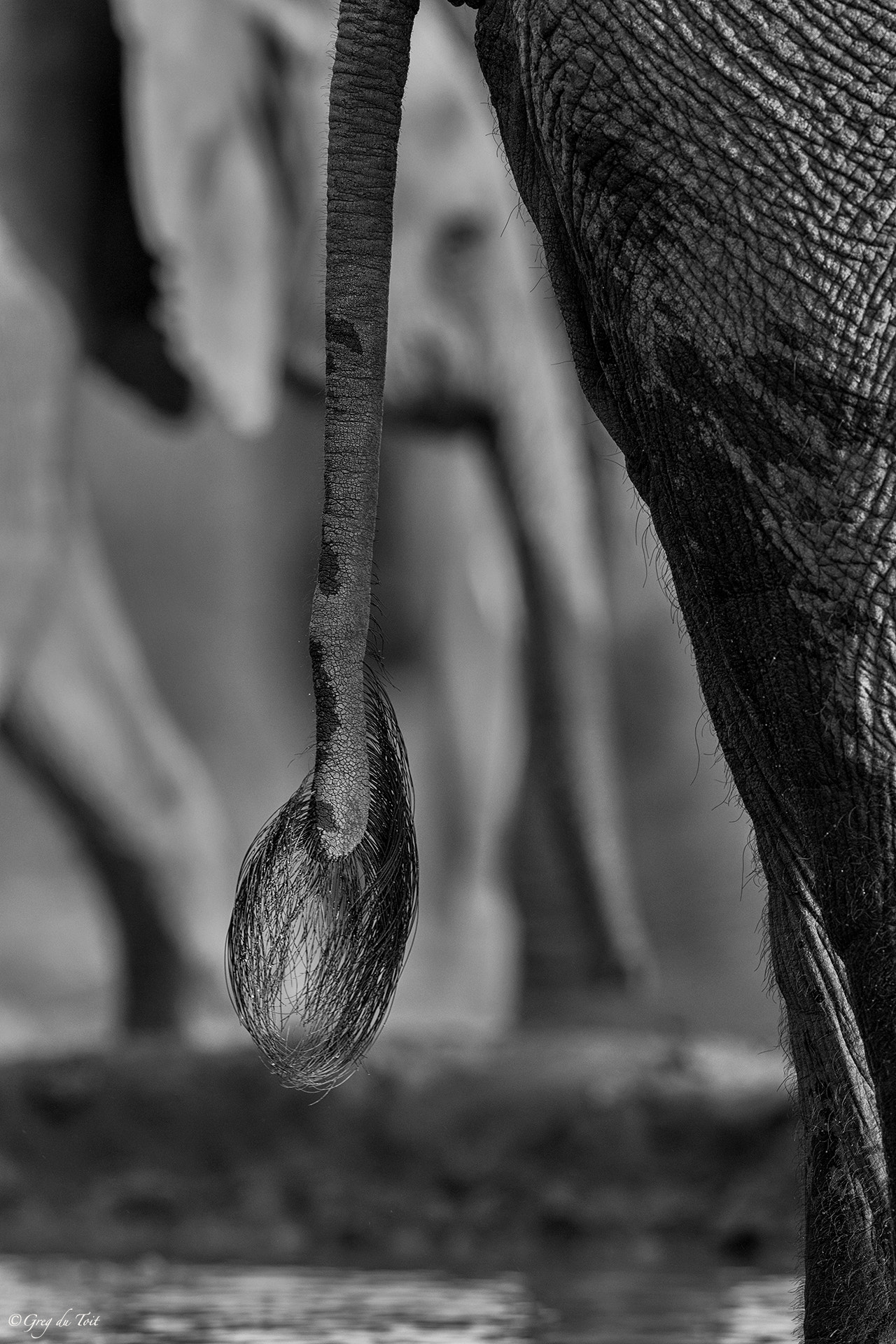 Nikon AF-S Nikkor 500mm F4E FL ED VR sample photo. An elephants tale photography