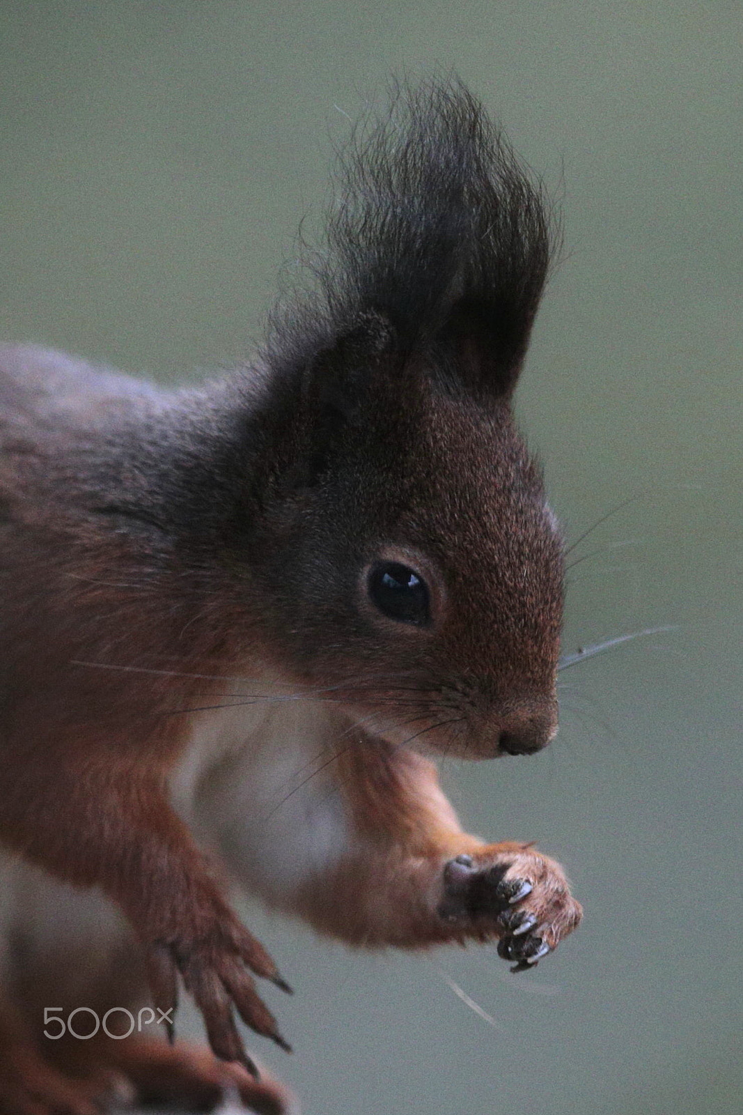 Canon EF 300mm F2.8L IS USM sample photo. Hairs   :)) photography