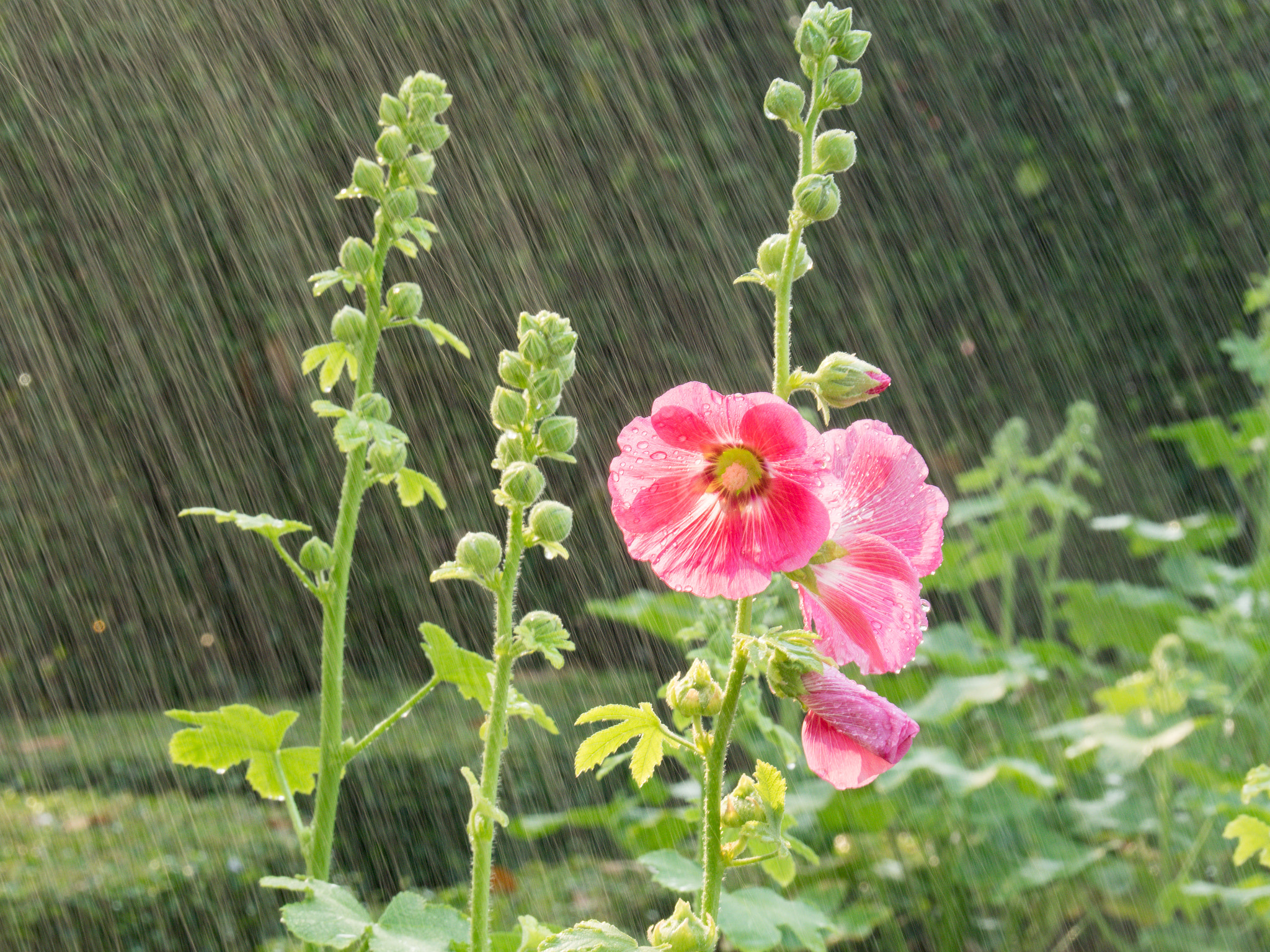 OLYMPUS M.14-150mm F4.0-5.6 II sample photo. Hollyhocks photography
