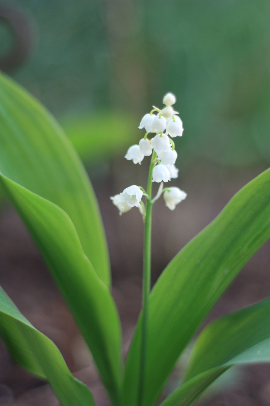 Canon EF-S 55-250mm F4-5.6 IS sample photo. Lily of the valley photography