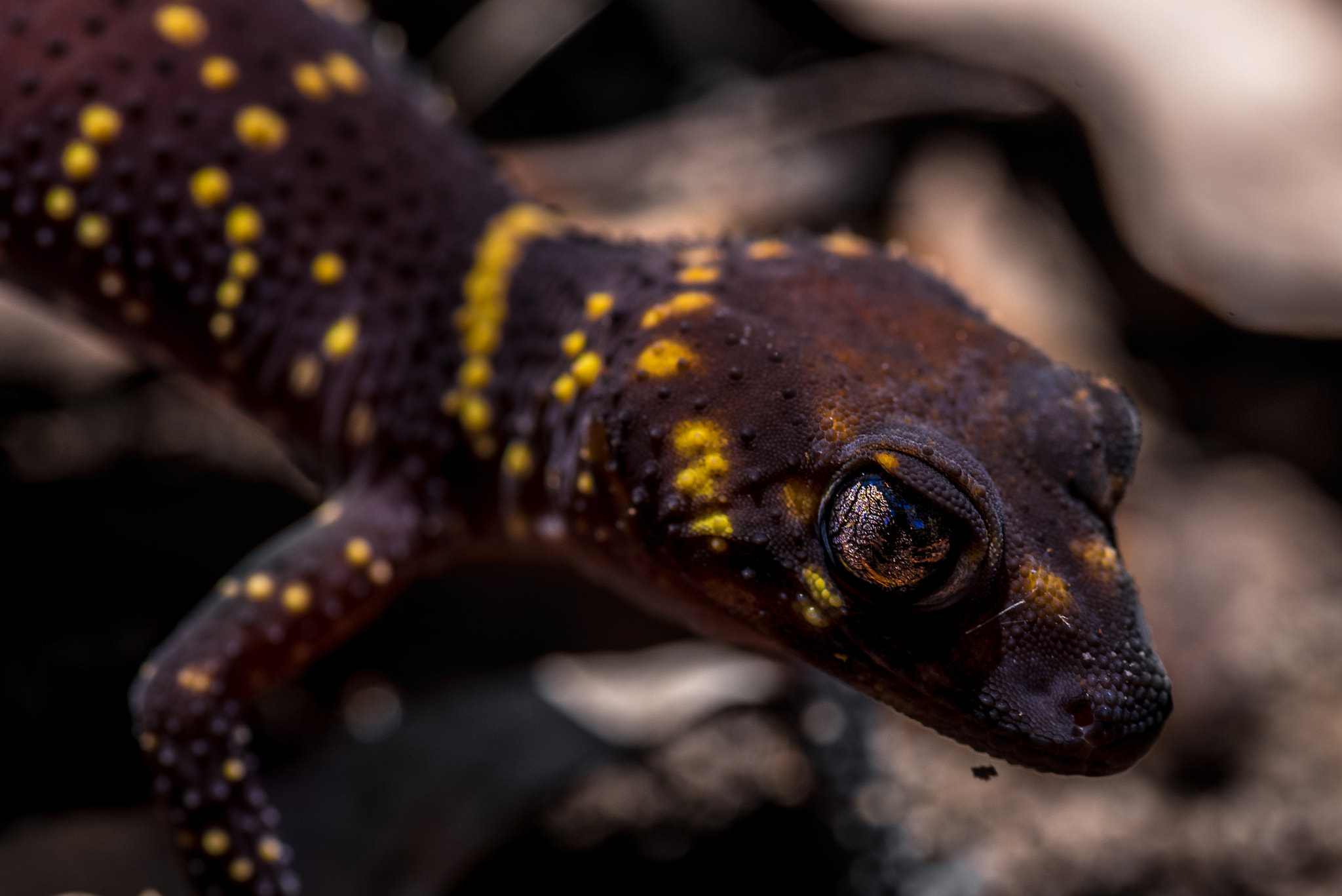 Nikon D750 + Tokina AT-X Pro 100mm F2.8 Macro sample photo. Gecko in australia. photography