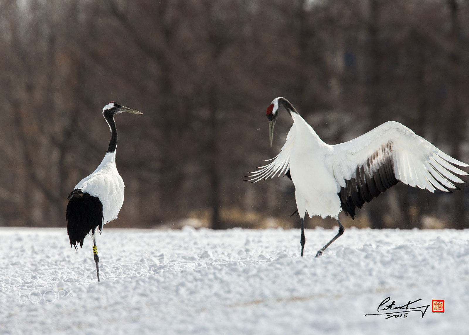 Canon EF 500mm F4L IS II USM sample photo. Red crowed crane photography