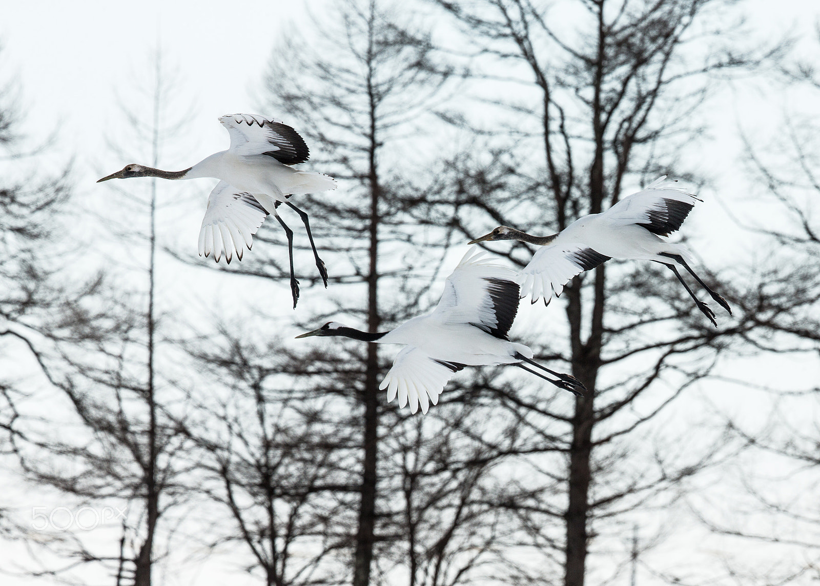 Canon EF 500mm F4L IS II USM sample photo. Red crowed crane photography