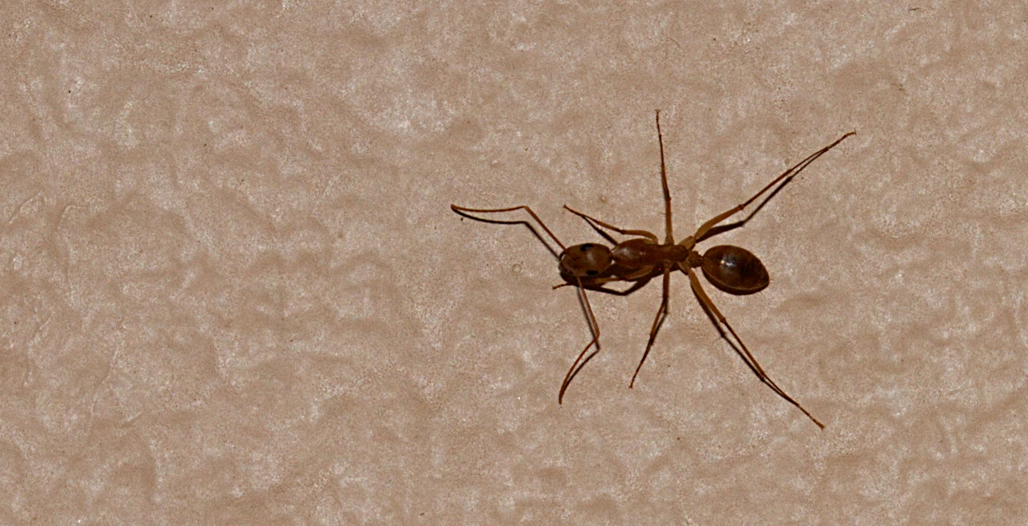 Canon EOS 7D sample photo. Ant on the wall photography