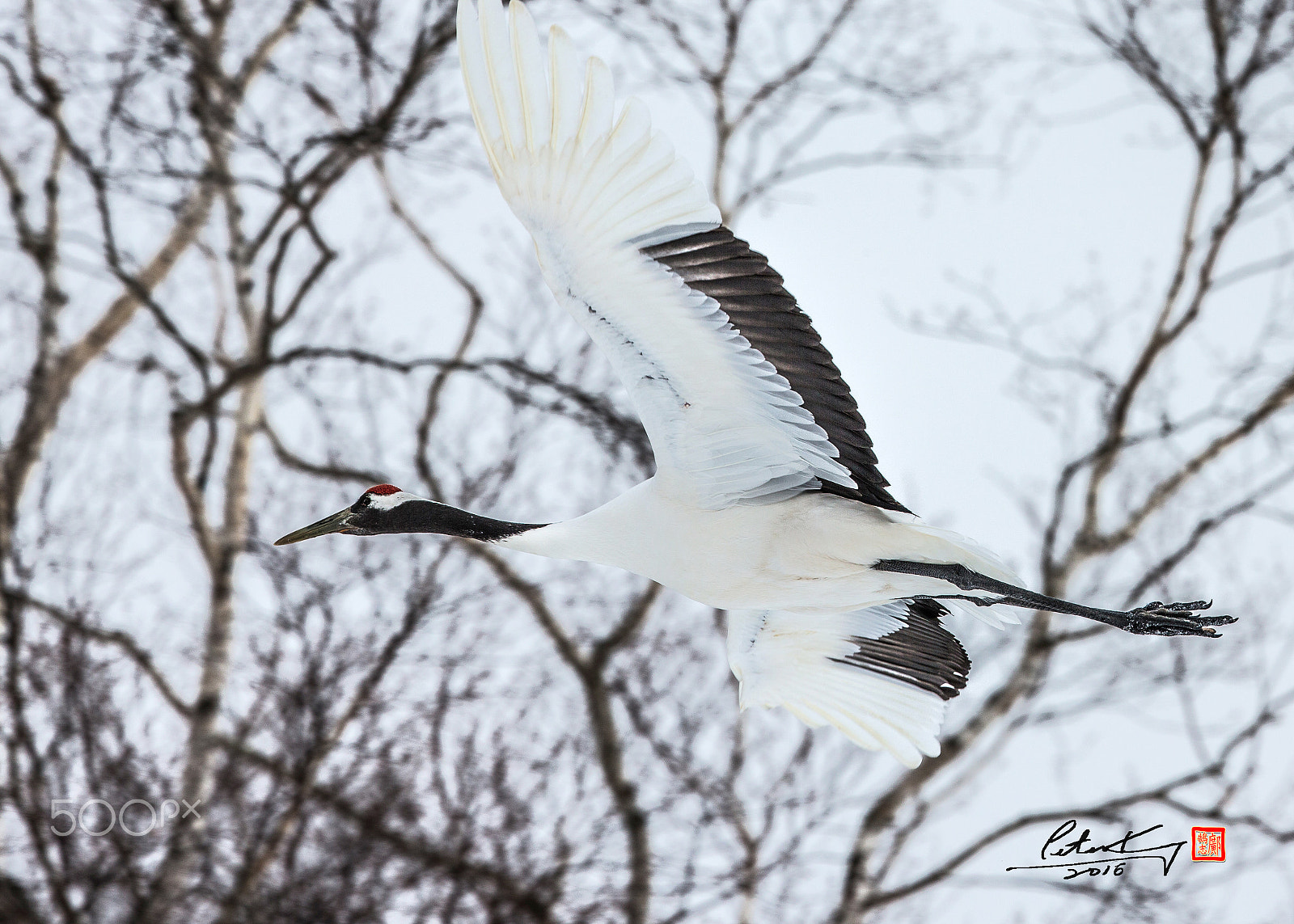 Canon EOS-1D X + Canon EF 500mm F4L IS II USM sample photo. Red crowed crane photography