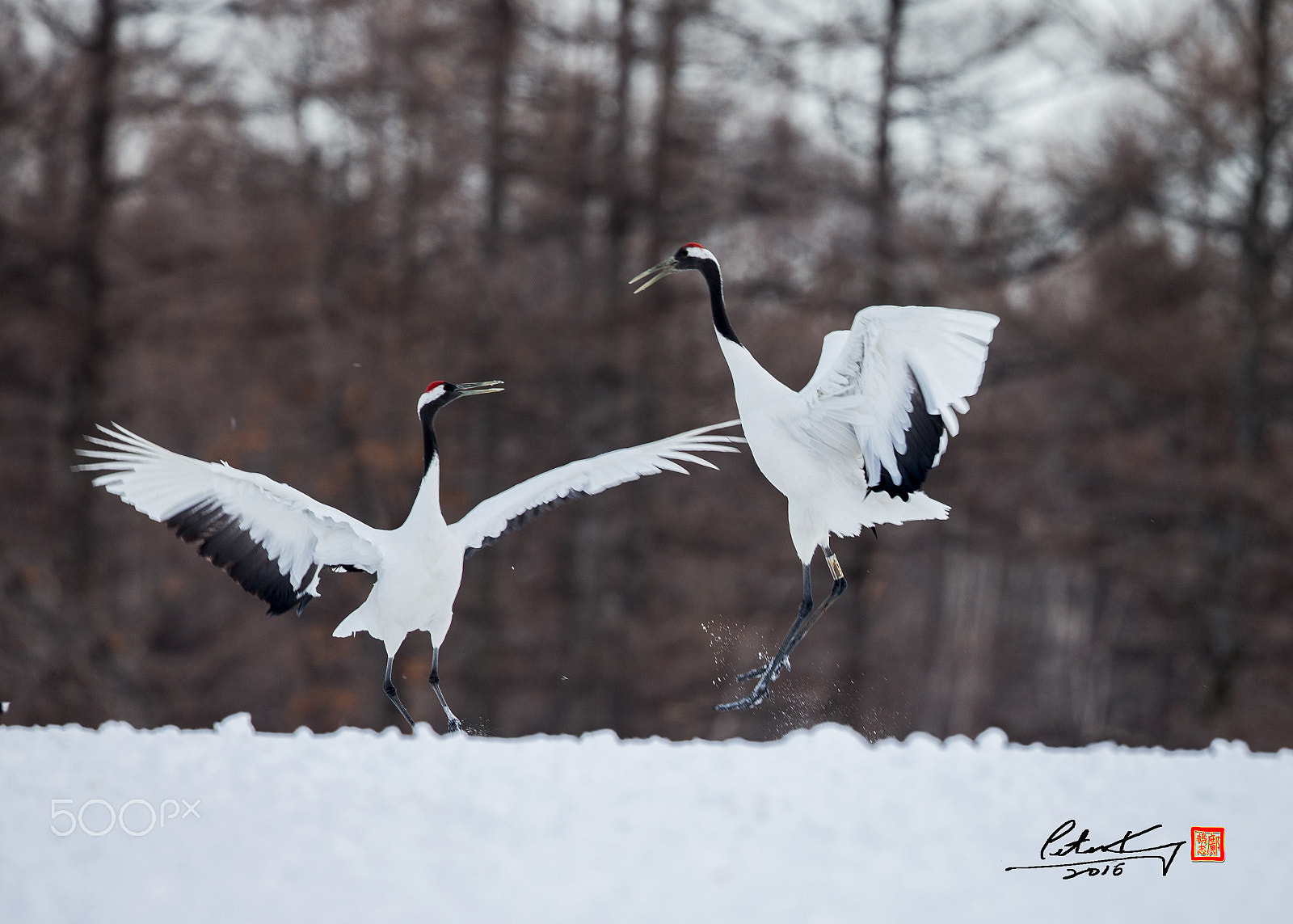 Canon EOS-1D X + Canon EF 500mm F4L IS II USM sample photo. Red crowed crane photography