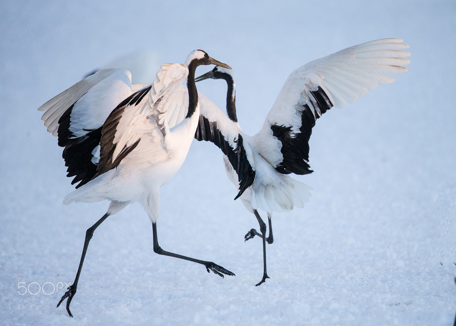 Canon EF 500mm F4L IS II USM sample photo. Red crowed crane photography