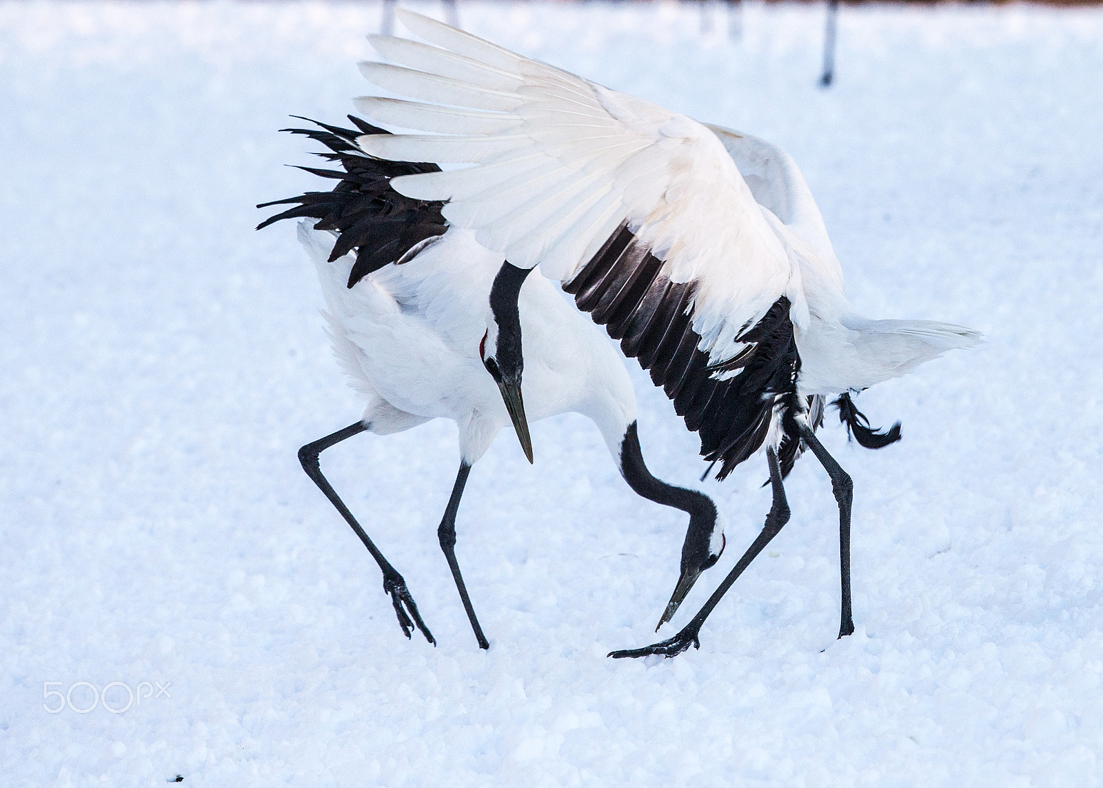 Canon EF 500mm F4L IS II USM sample photo. Red crowed crane photography