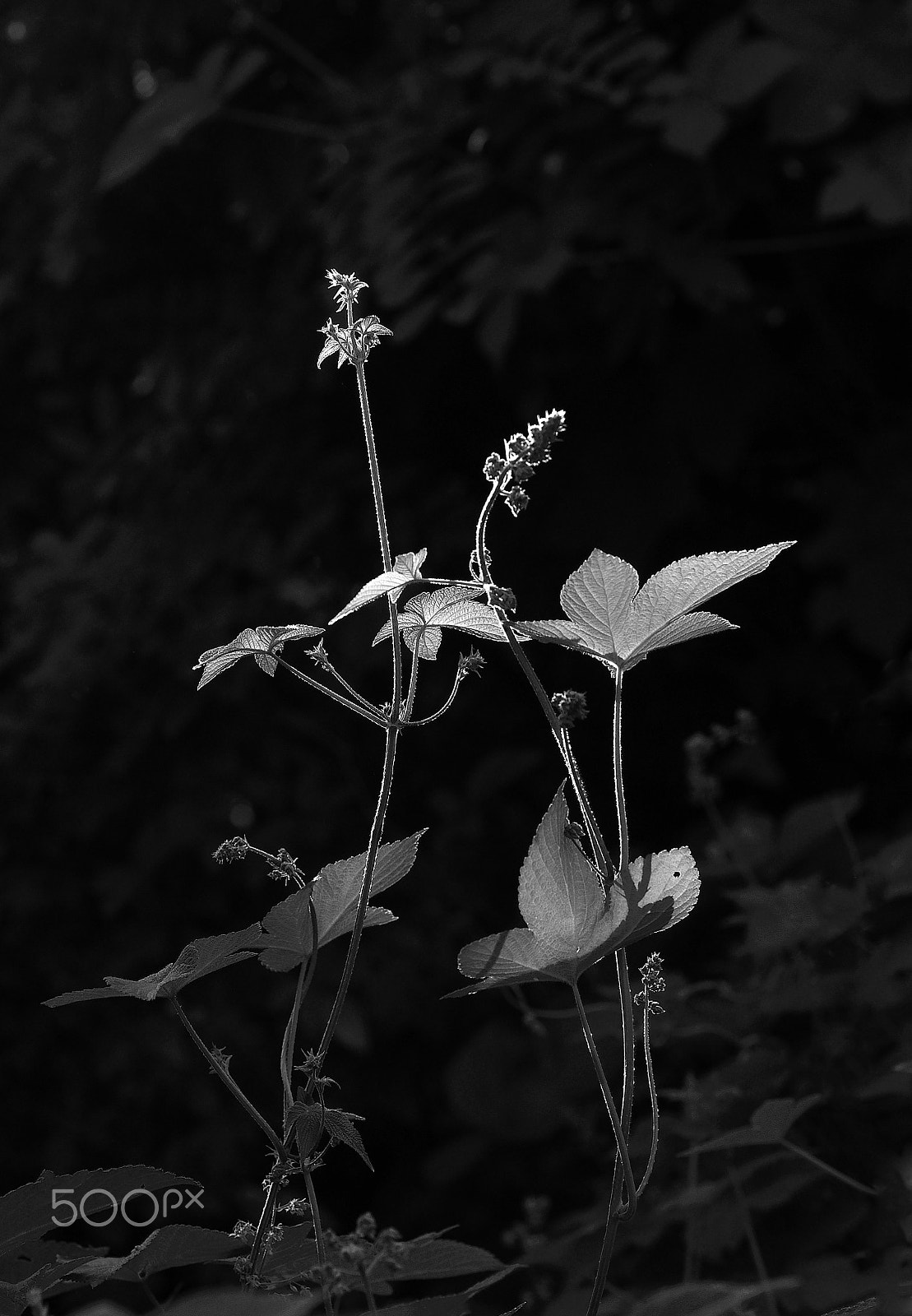 Nikon D90 sample photo. The sunshine of the plant photography
