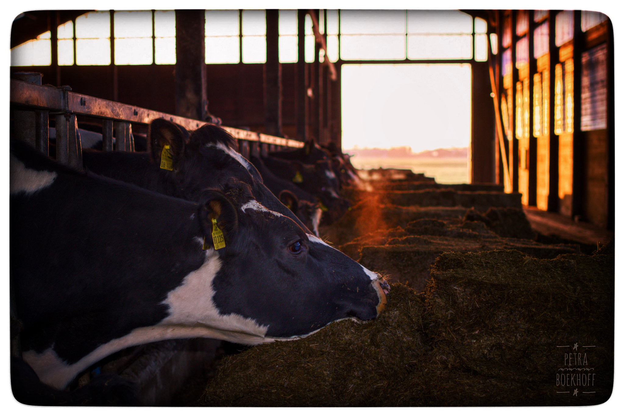 Pentax K-70 + Pentax smc DA 35mm F2.4 AL sample photo. Cows photography