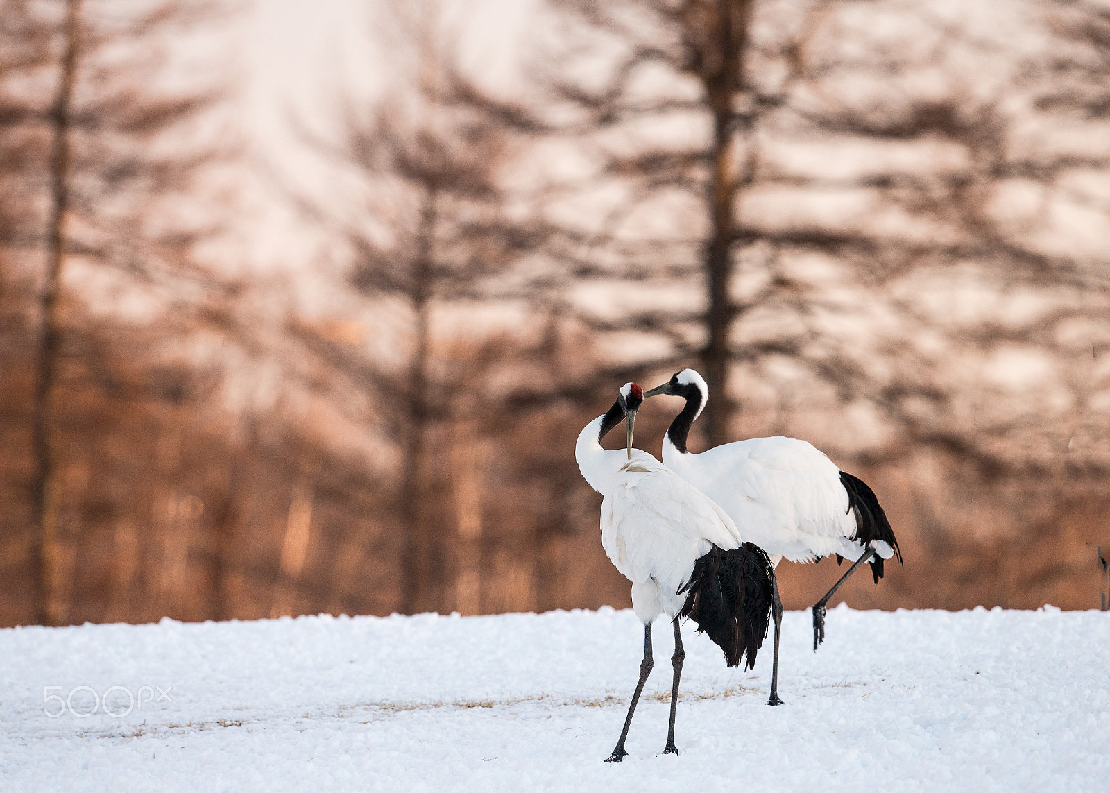 Canon EF 500mm F4L IS II USM sample photo. Red crowed crane photography