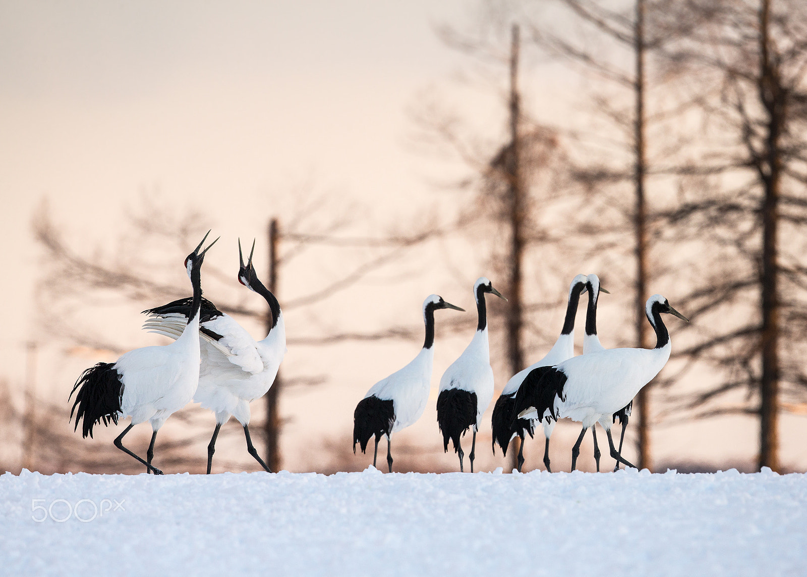 Canon EF 500mm F4L IS II USM sample photo. Red crowed crane photography