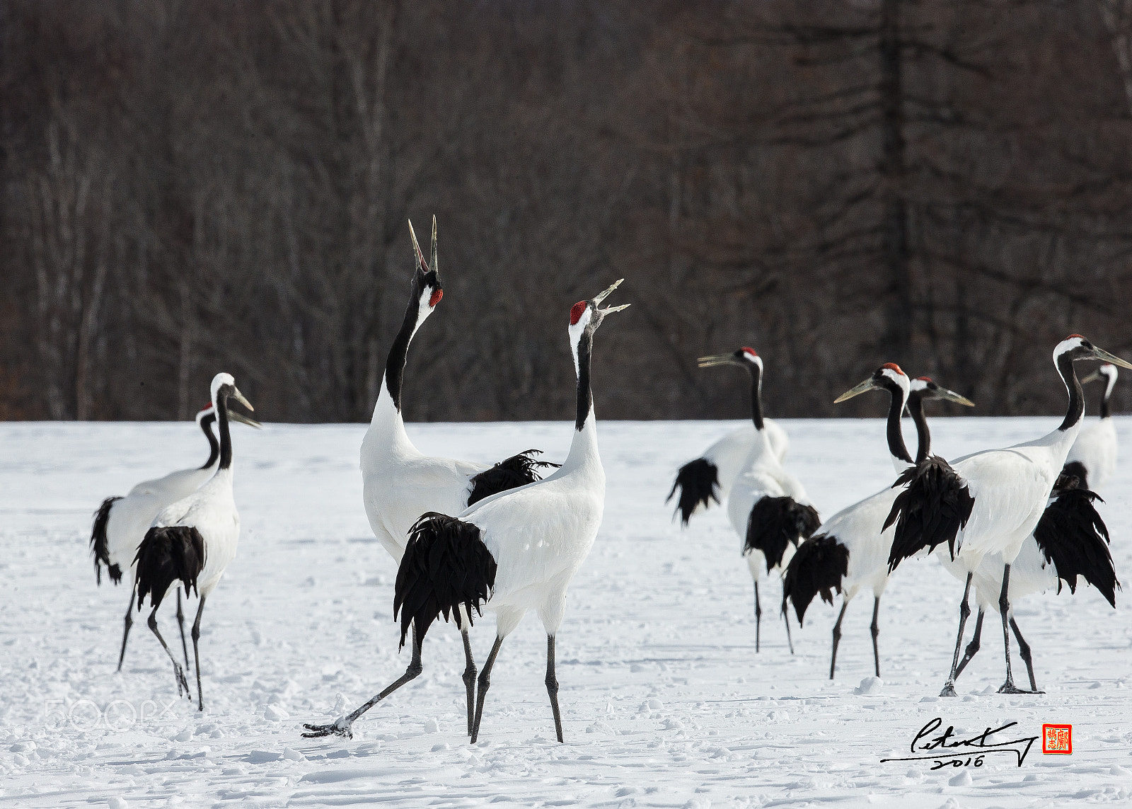 Canon EOS-1D X + Canon EF 500mm F4L IS II USM sample photo. Red crowed crane photography