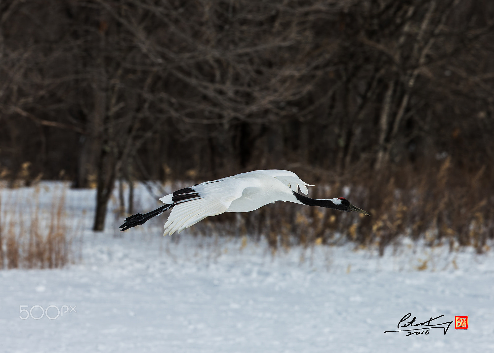 Canon EF 500mm F4L IS II USM sample photo. Red crowed crane photography