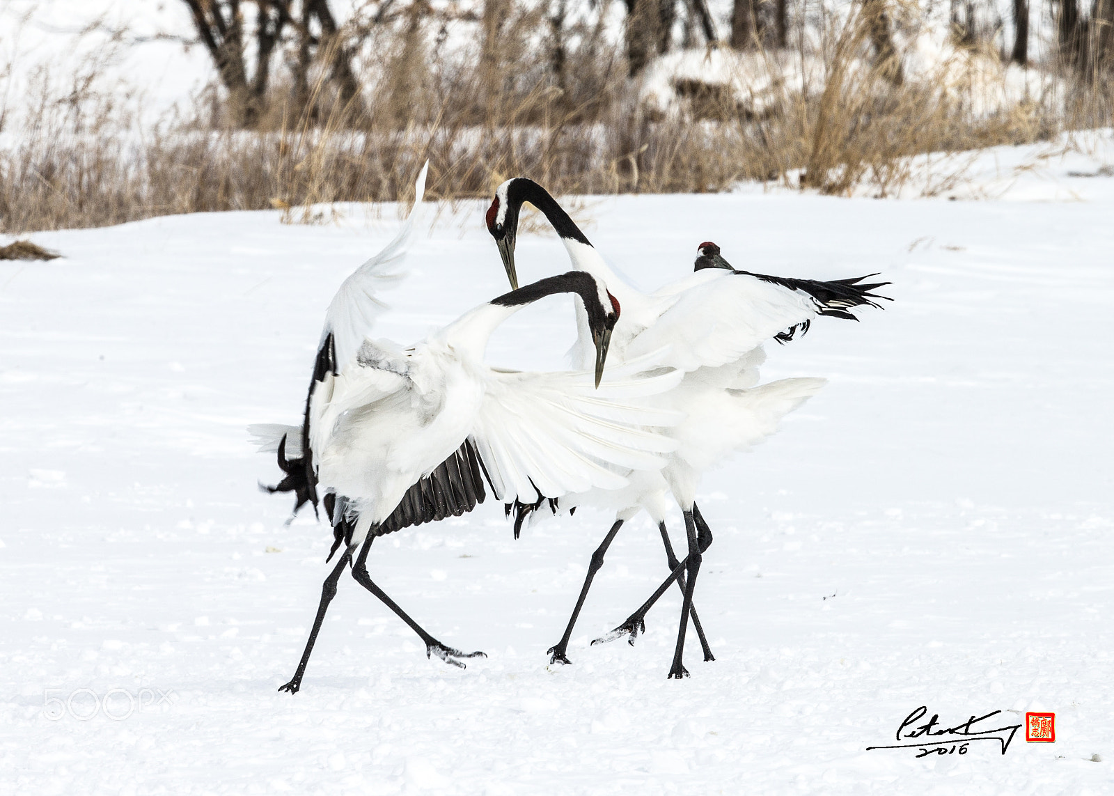 Canon EOS-1D X + Canon EF 500mm F4L IS II USM sample photo. Red crowed crane photography