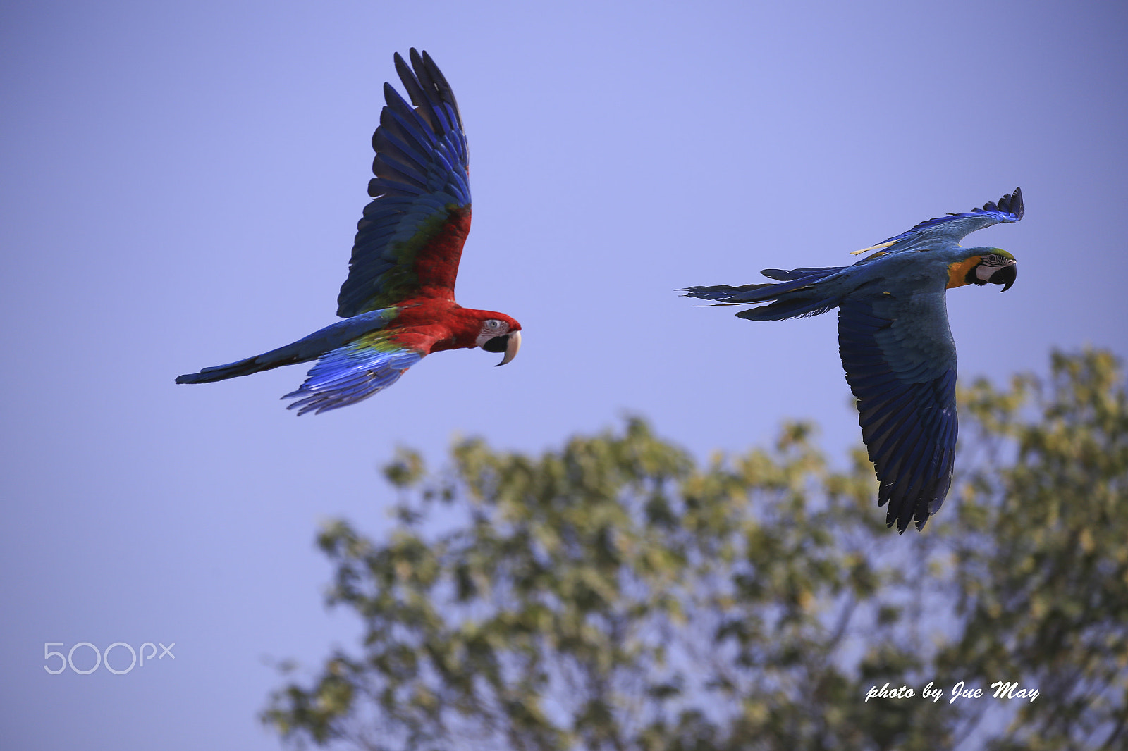150-600mm F5-6.3 DG OS HSM | Contemporary 015 sample photo. 翱翔波斯菊花海 photography