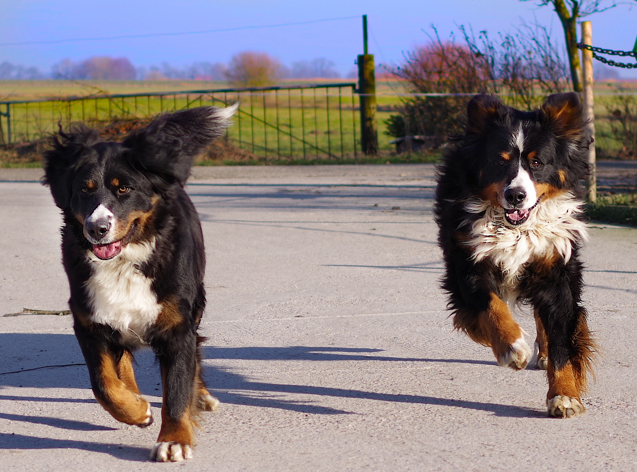 Pentax K-70 sample photo. Django & leica photography