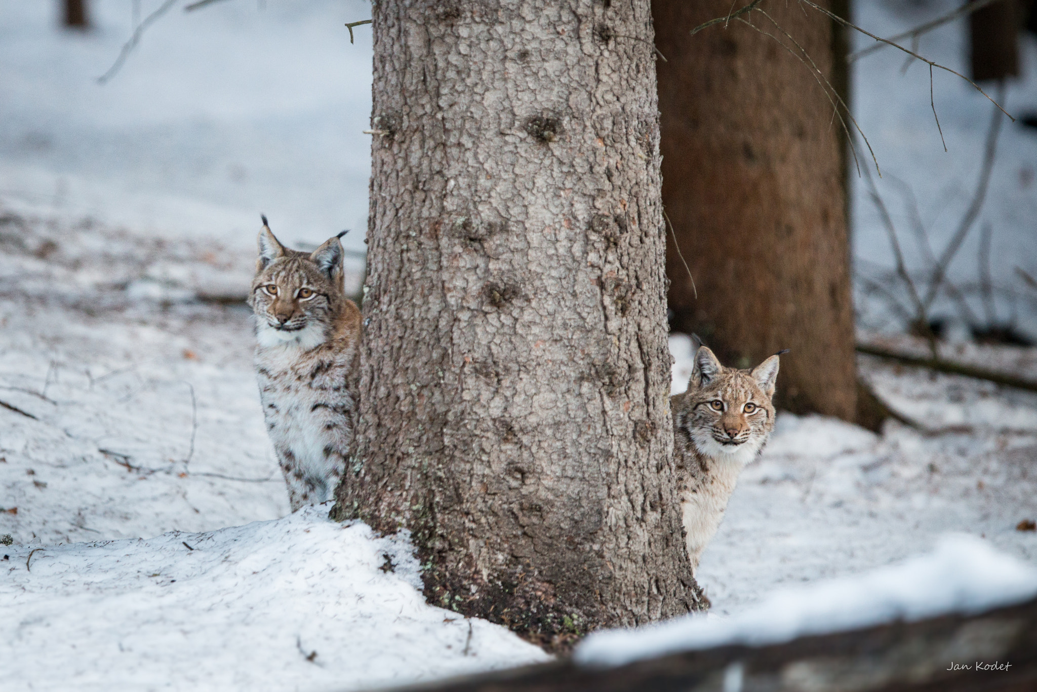 Canon EF 300mm F2.8L IS USM sample photo. Lynx photography
