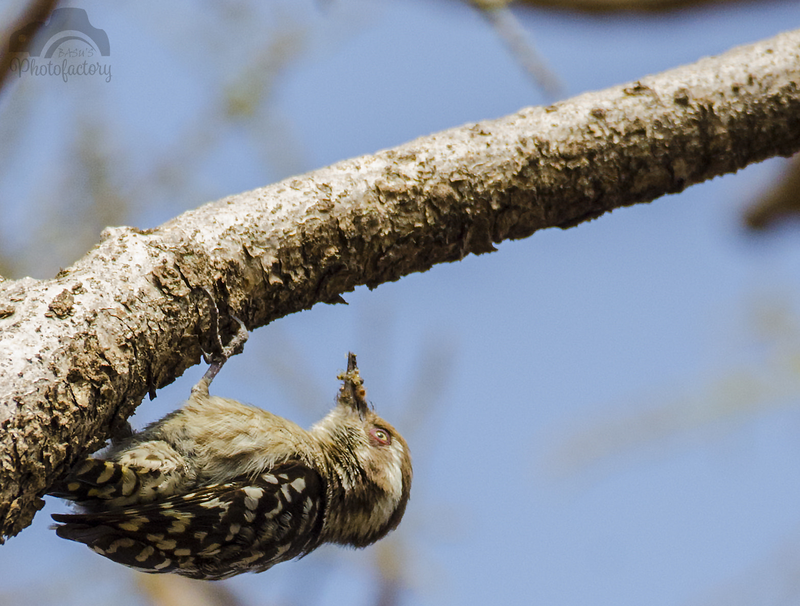Nikon D7000 sample photo. Brown capped pygmy woodpecker photography