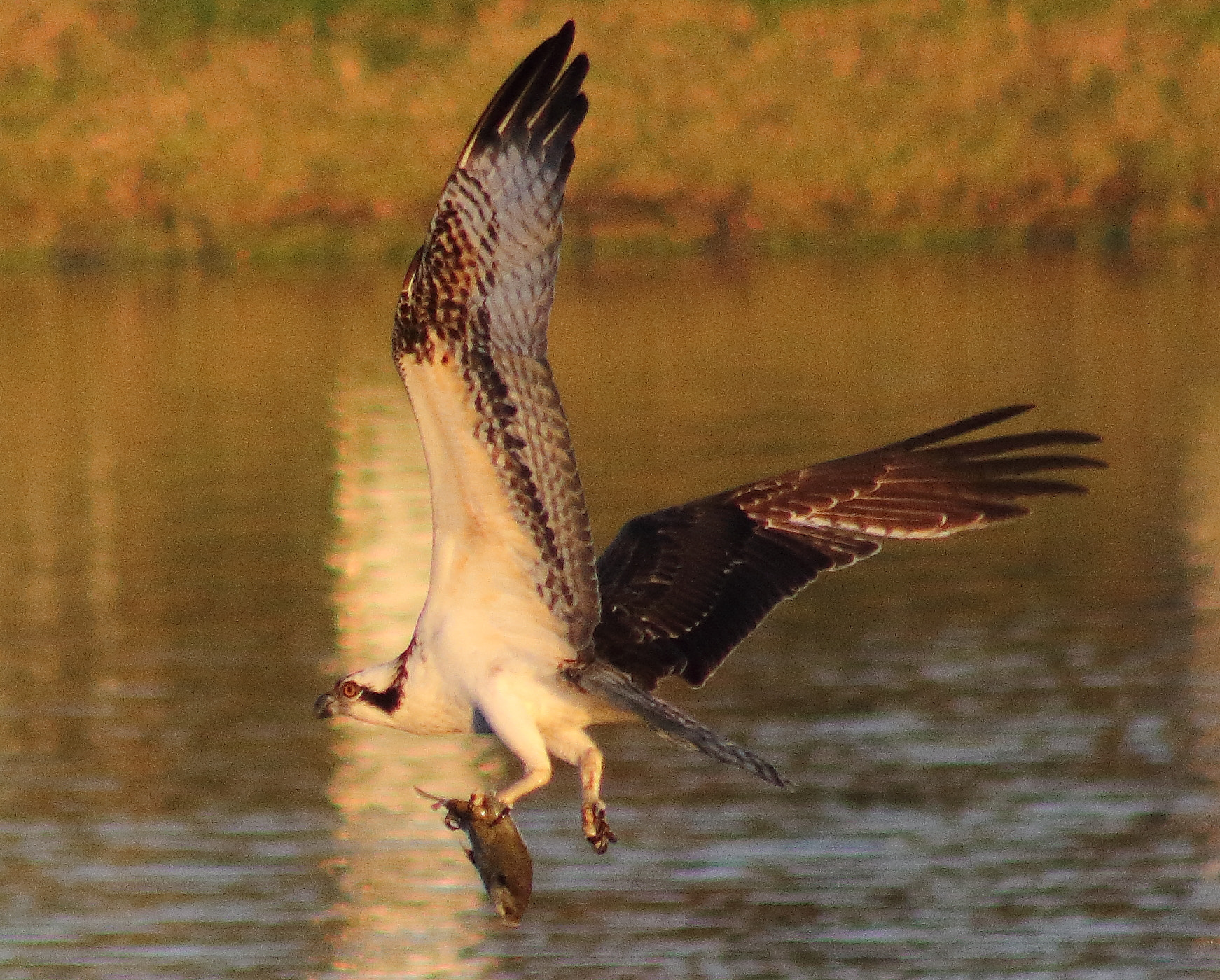 Canon EOS 60D + EF75-300mm f/4-5.6 sample photo. Evening fly fishing photography