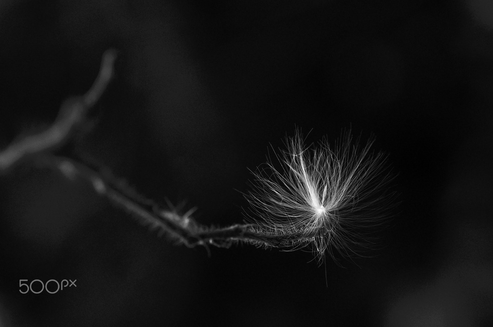 Nikon D90 sample photo. The wind falling seeds photography