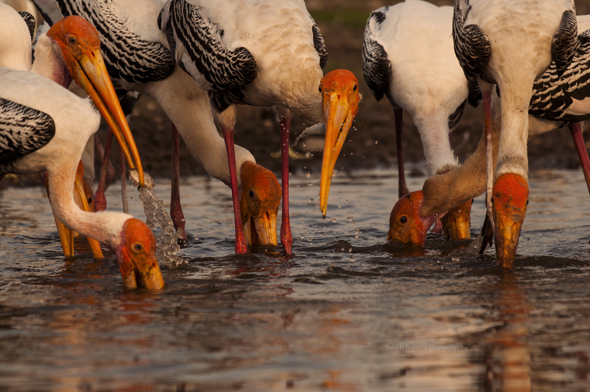 Nikon AF-S Nikkor 200-500mm F5.6E ED VR sample photo. Finding food... photography