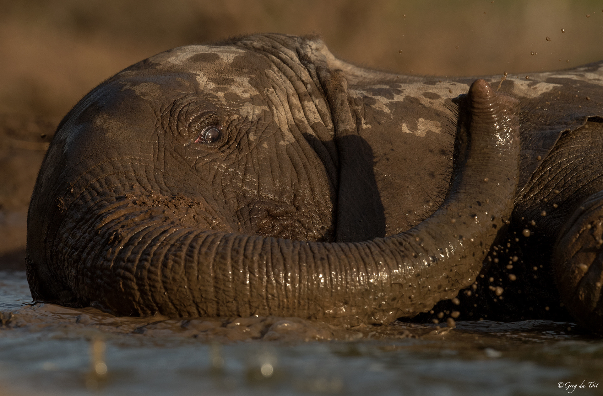 Nikon AF-S Nikkor 500mm F4E FL ED VR sample photo. Bath time photography