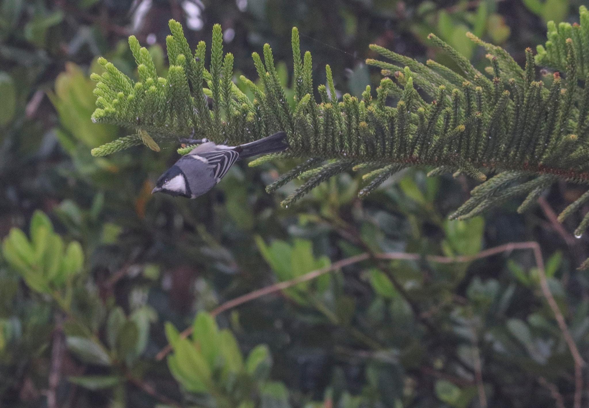 Canon EF-S 55-250mm F4-5.6 IS II sample photo. Kerala photography
