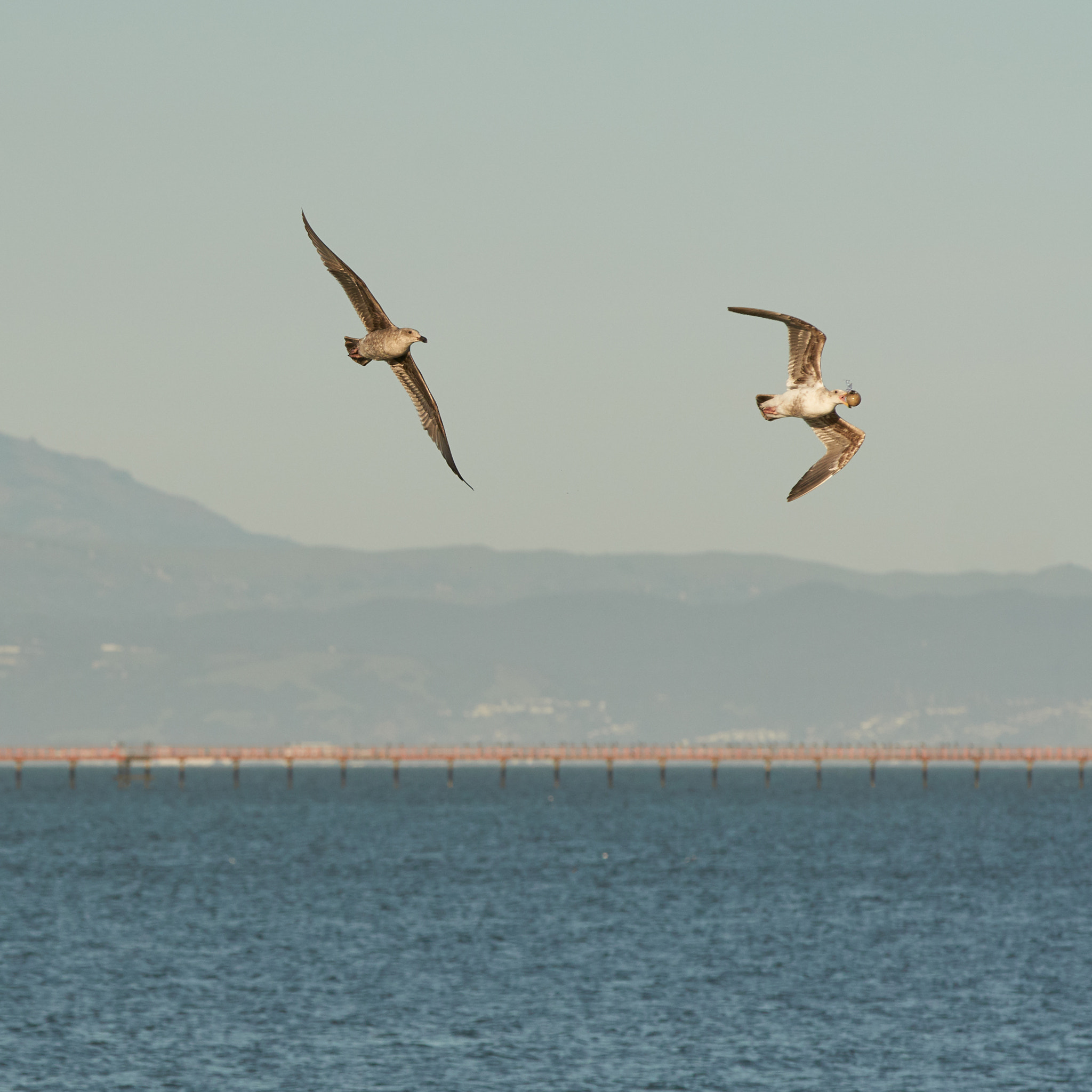 Sony a6500 + Sigma 70-200mm F2.8 EX DG HSM APO Macro sample photo. Seagull chase its mate for fun! photography