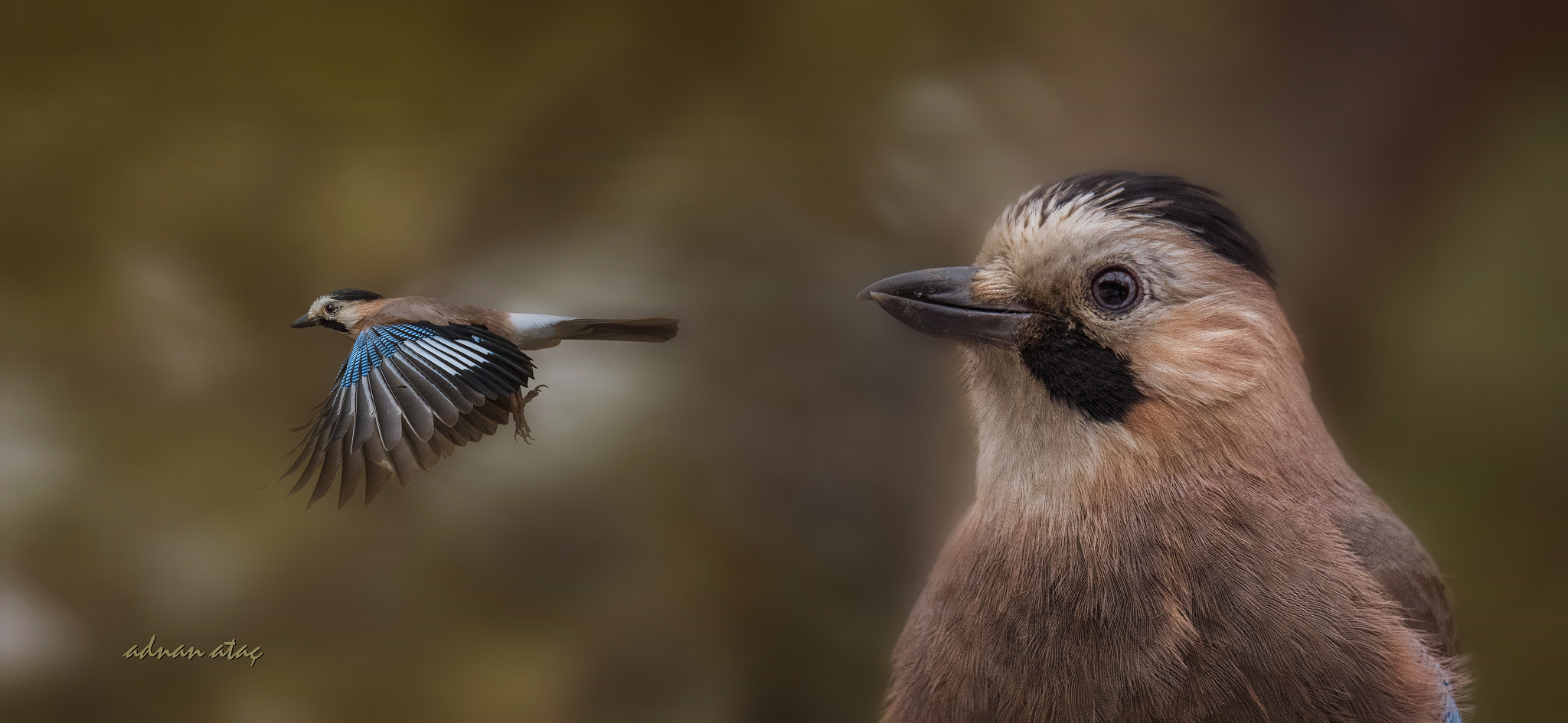 Sigma 150-600mm F5-6.3 DG OS HSM | S sample photo. Alakarga - eurasian jay - garrulus glandarius photography