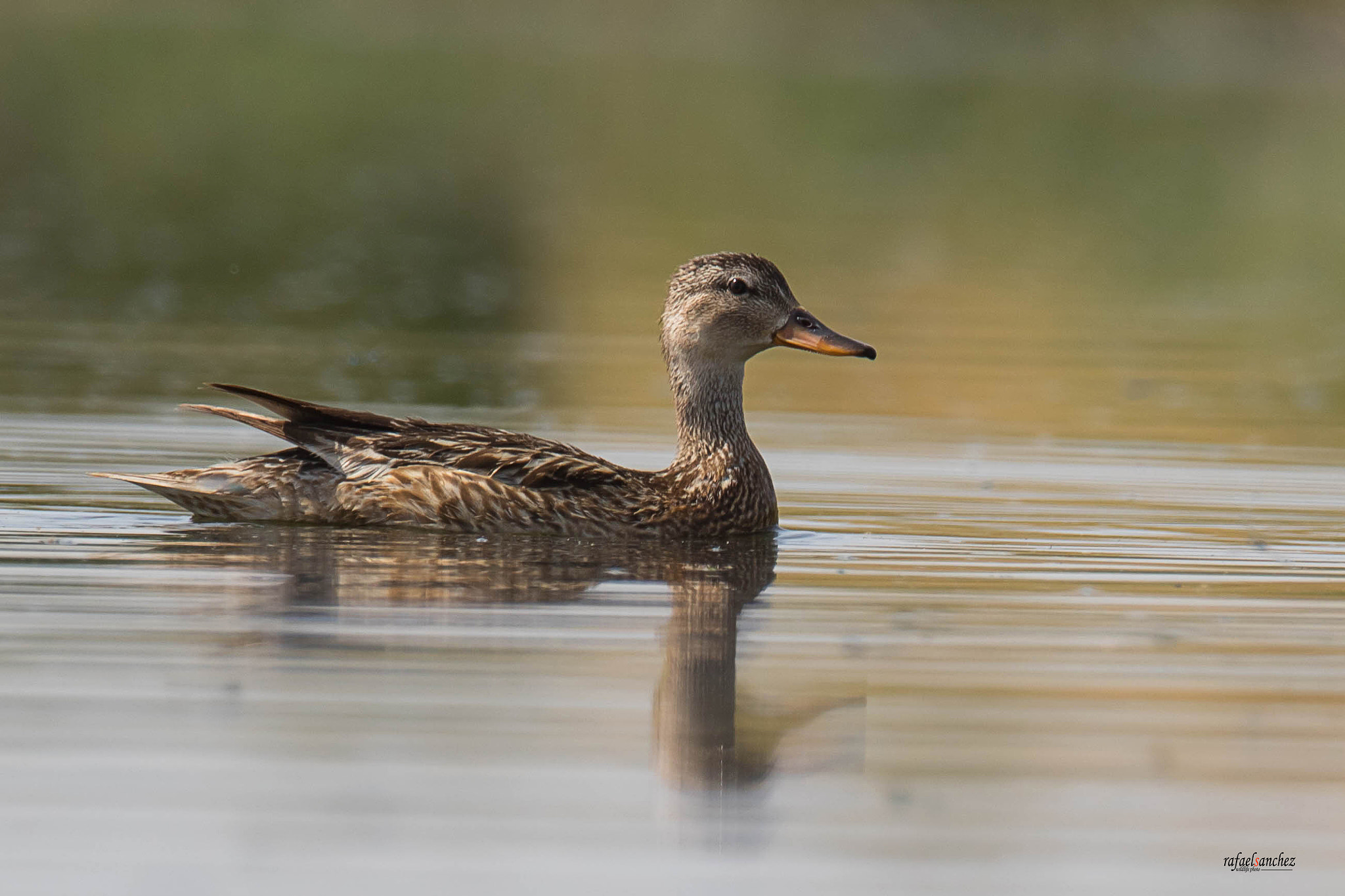 Sigma 150-600mm F5-6.3 DG OS HSM | C sample photo. Pato azulon - wild duck photography