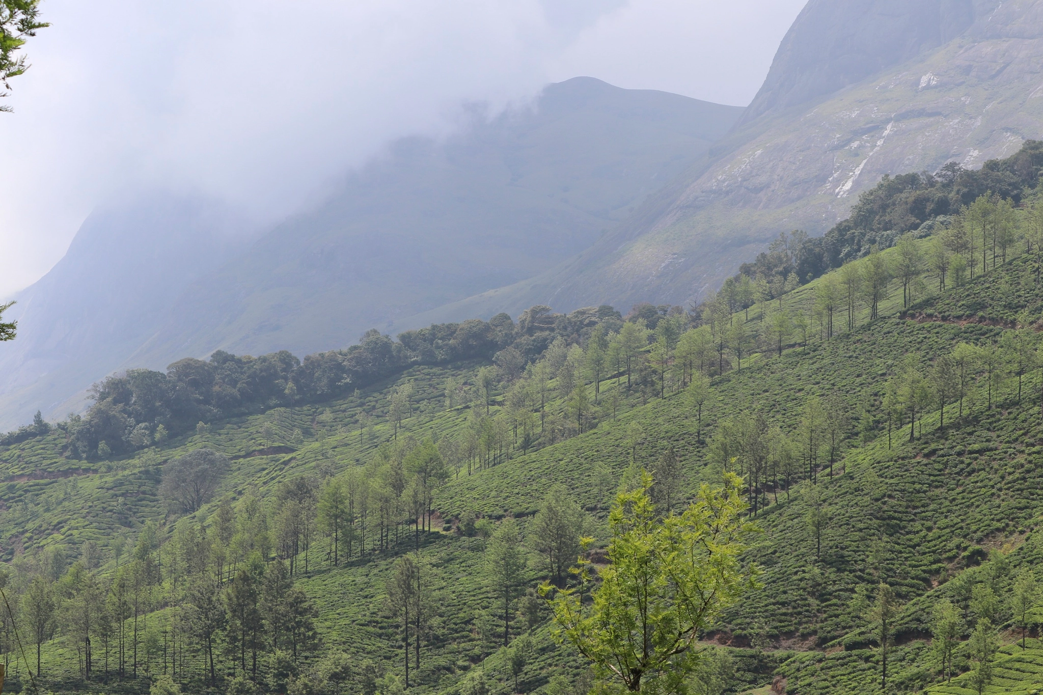 Canon EF-S 55-250mm F4-5.6 IS II sample photo. Kerala, india,hill area photography