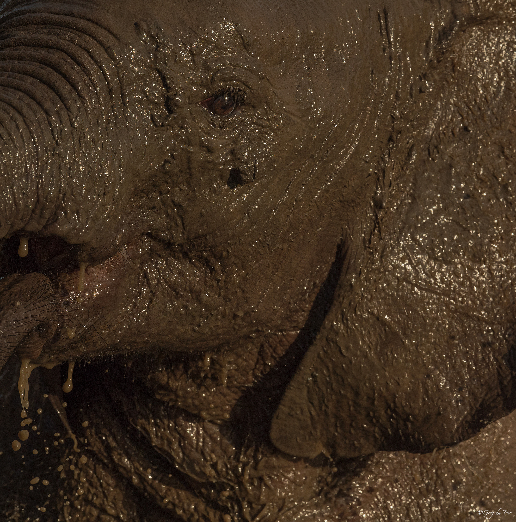 Nikon AF-S Nikkor 500mm F4E FL ED VR sample photo. Mud bath photography