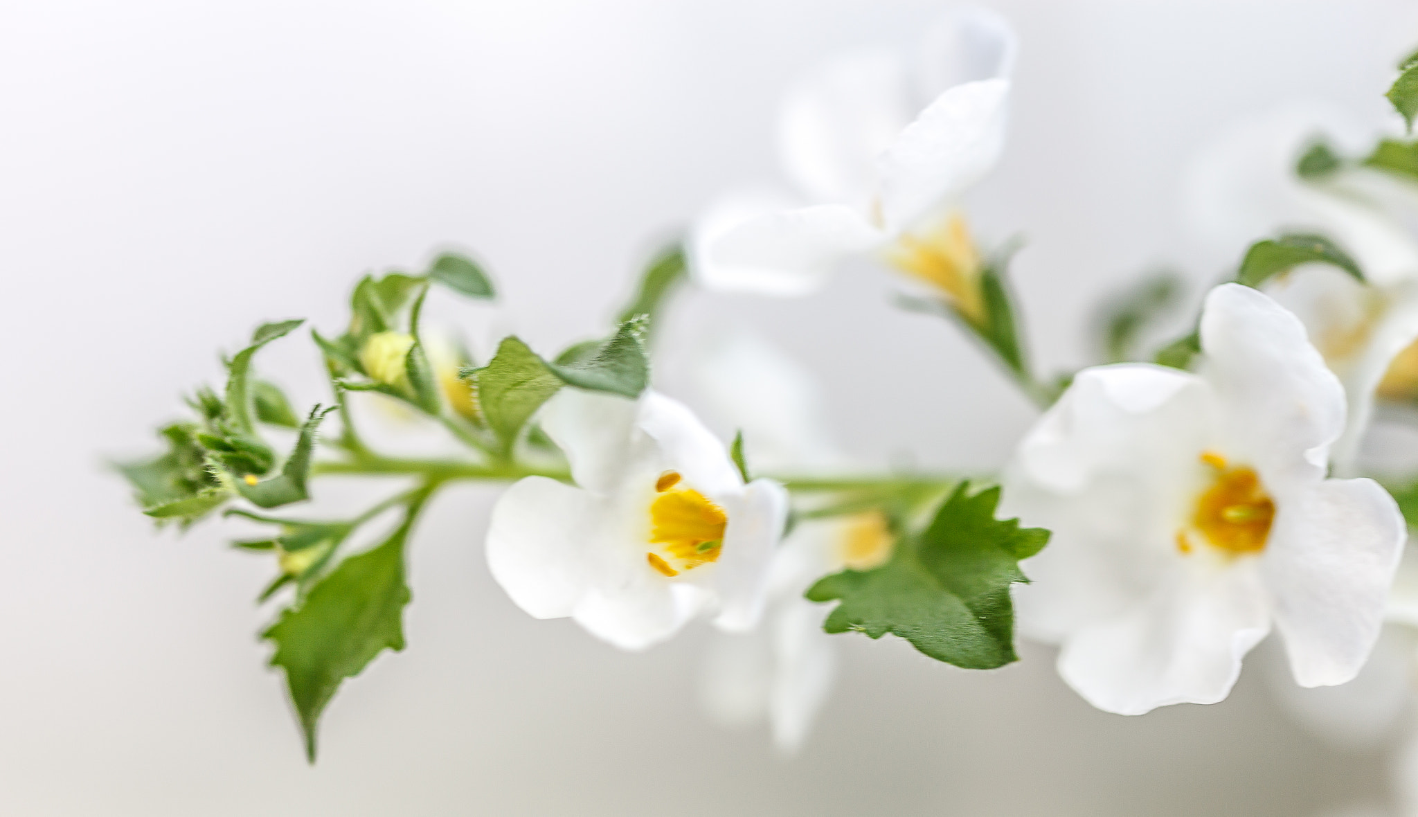 Sigma 105mm F2.8 EX DG OS HSM sample photo. Longing for summer photography