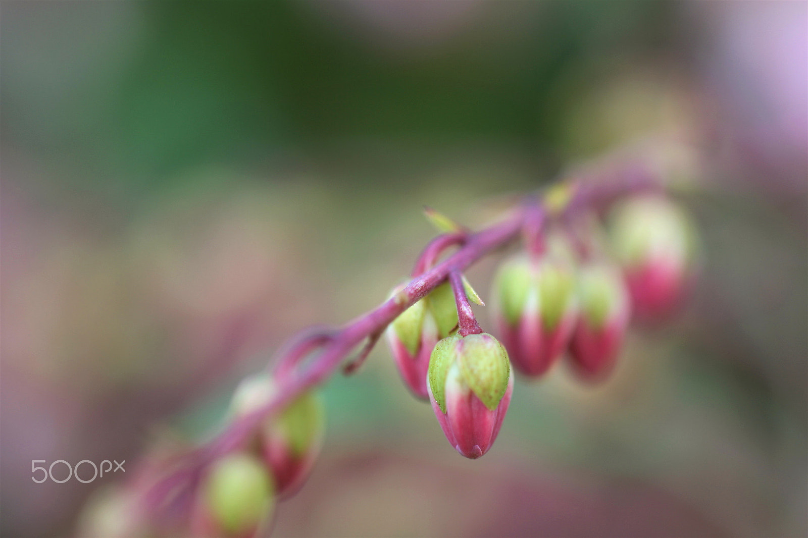 Sigma 50mm F1.4 EX DG HSM sample photo. Flower bud photography