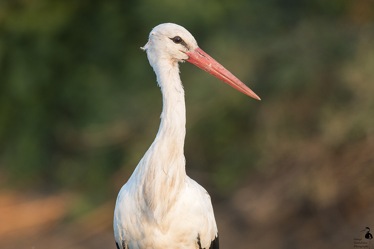 Canon EOS 70D + Canon EF 400mm F5.6L USM sample photo. White stork photography