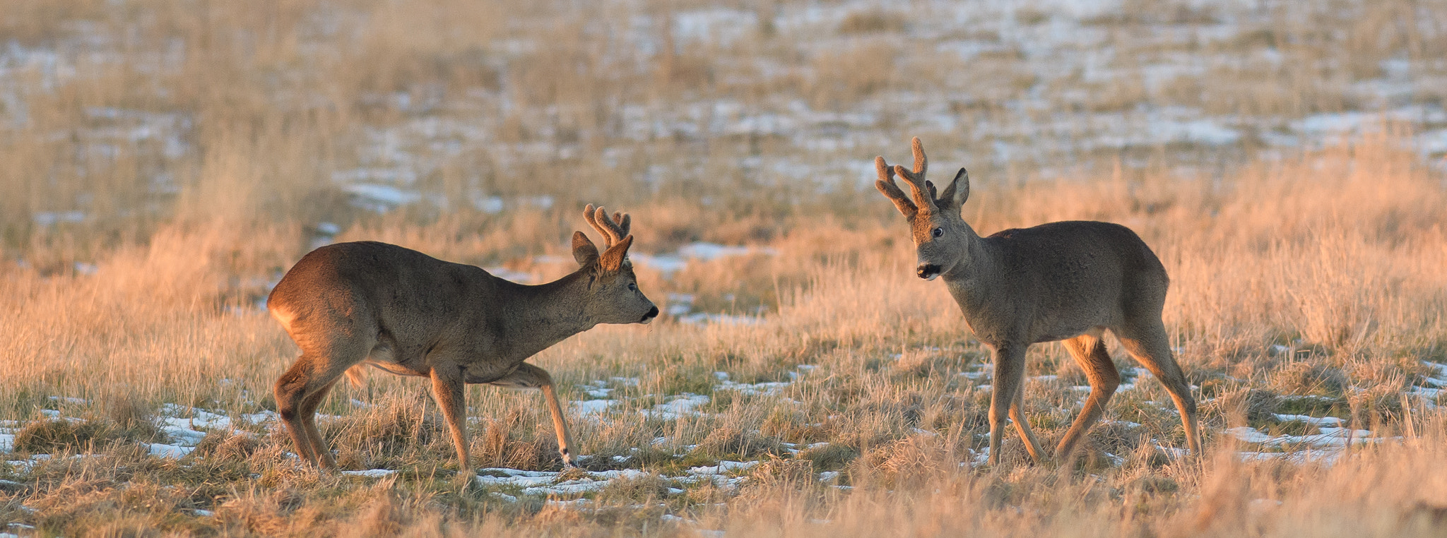 Nikon AF-S Nikkor 300mm F2.8G ED VR II sample photo. Dominating photography