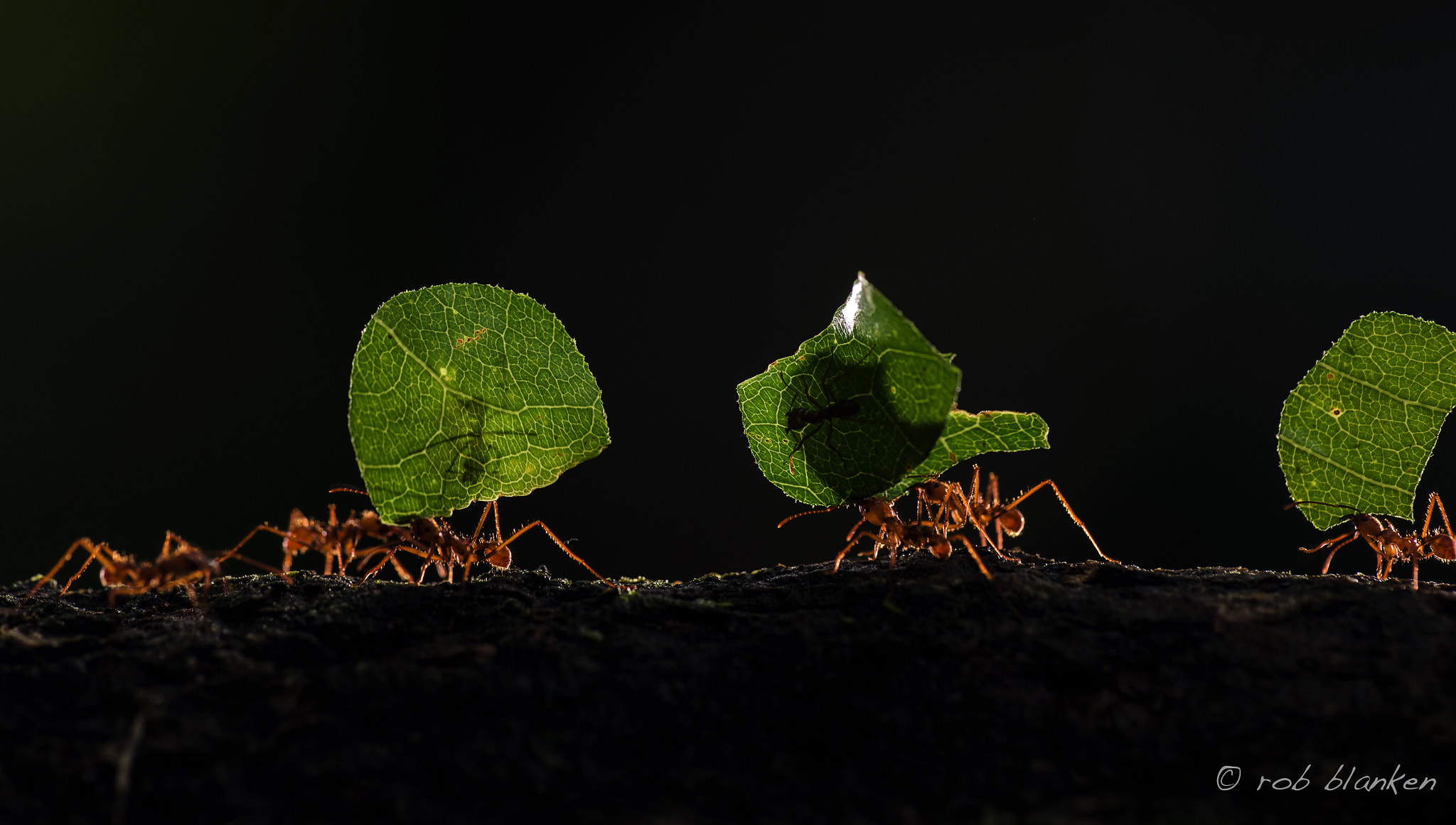 Nikon D810 sample photo. Leaf-cutting ant photography