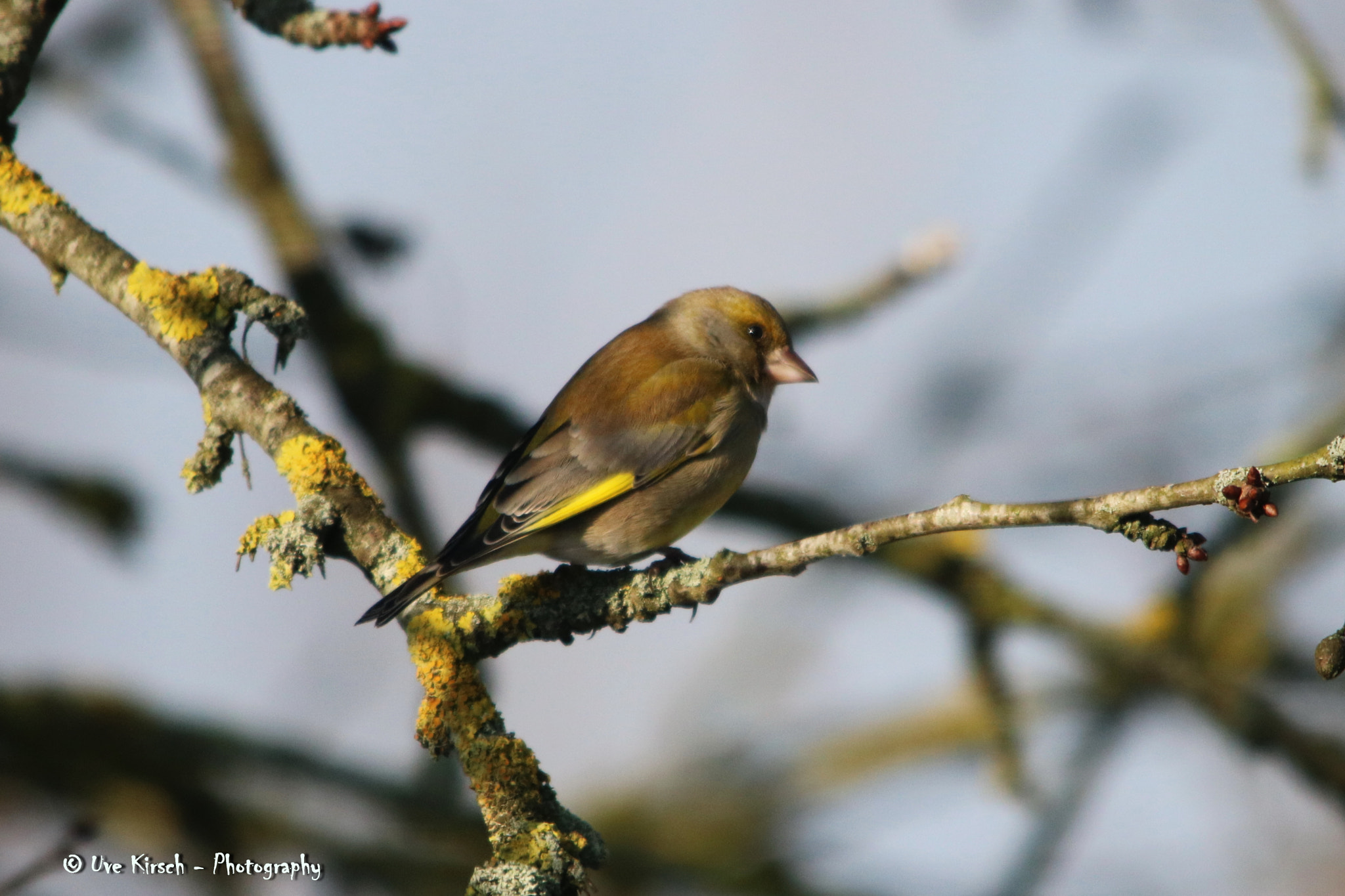 Sigma 150-500mm F5-6.3 DG OS HSM sample photo. Chaffinch (female) photography