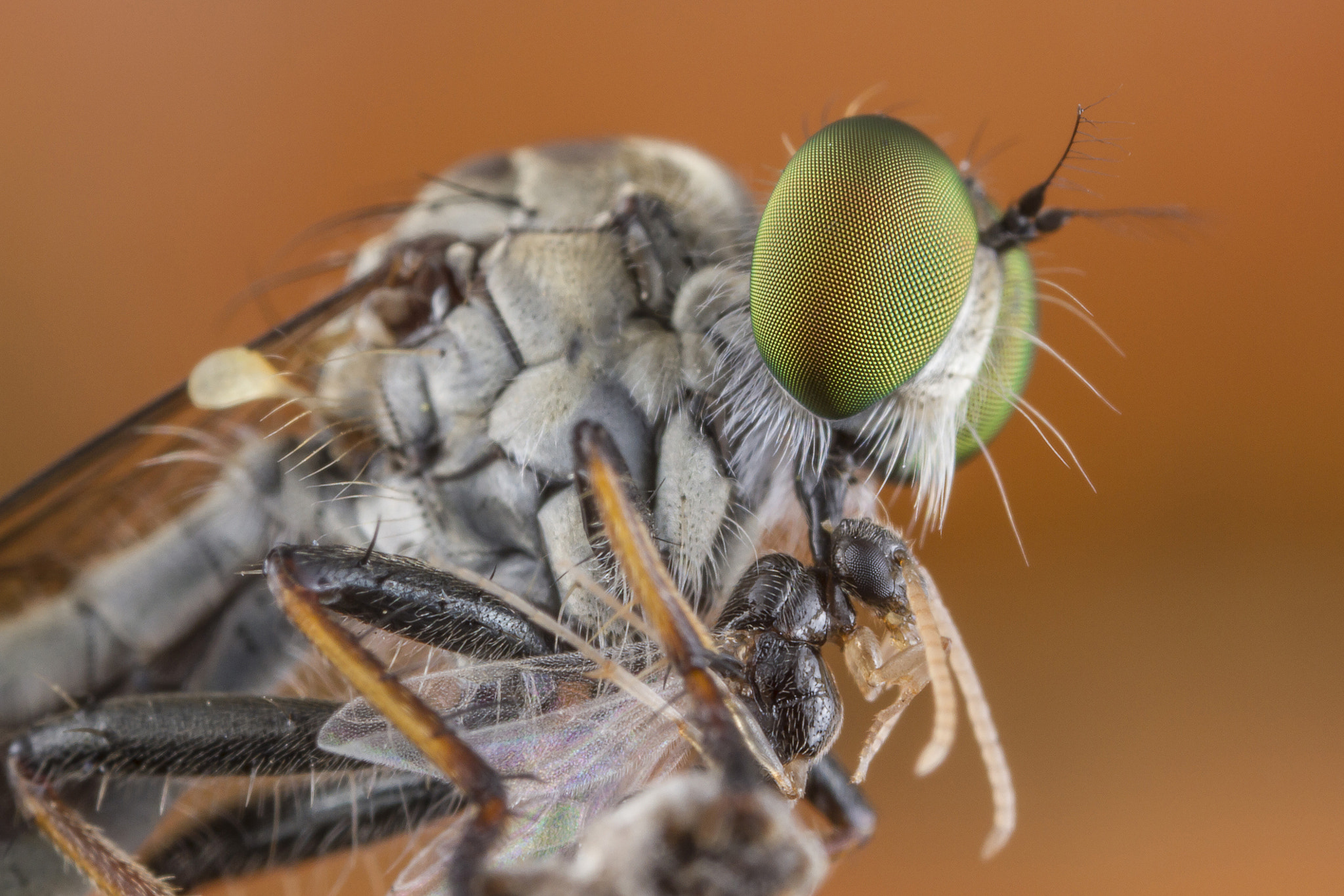 Canon EOS 7D + Canon MP-E 65mm F2.5 1-5x Macro Photo sample photo. Robberfly and prey photography